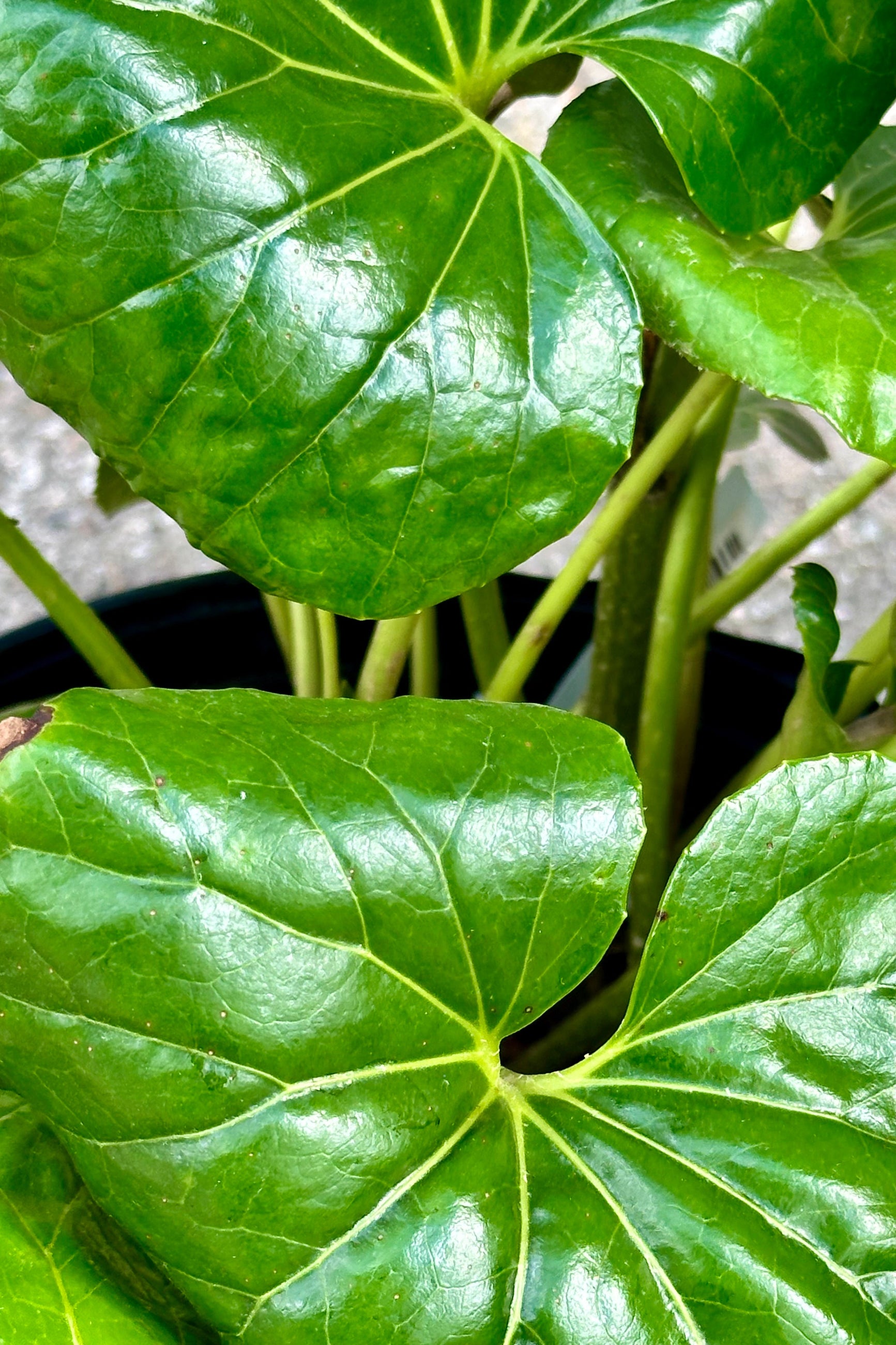 Farfugium 'Gigantea' green Lilly pad shaped leaves up close ©Sprout Home