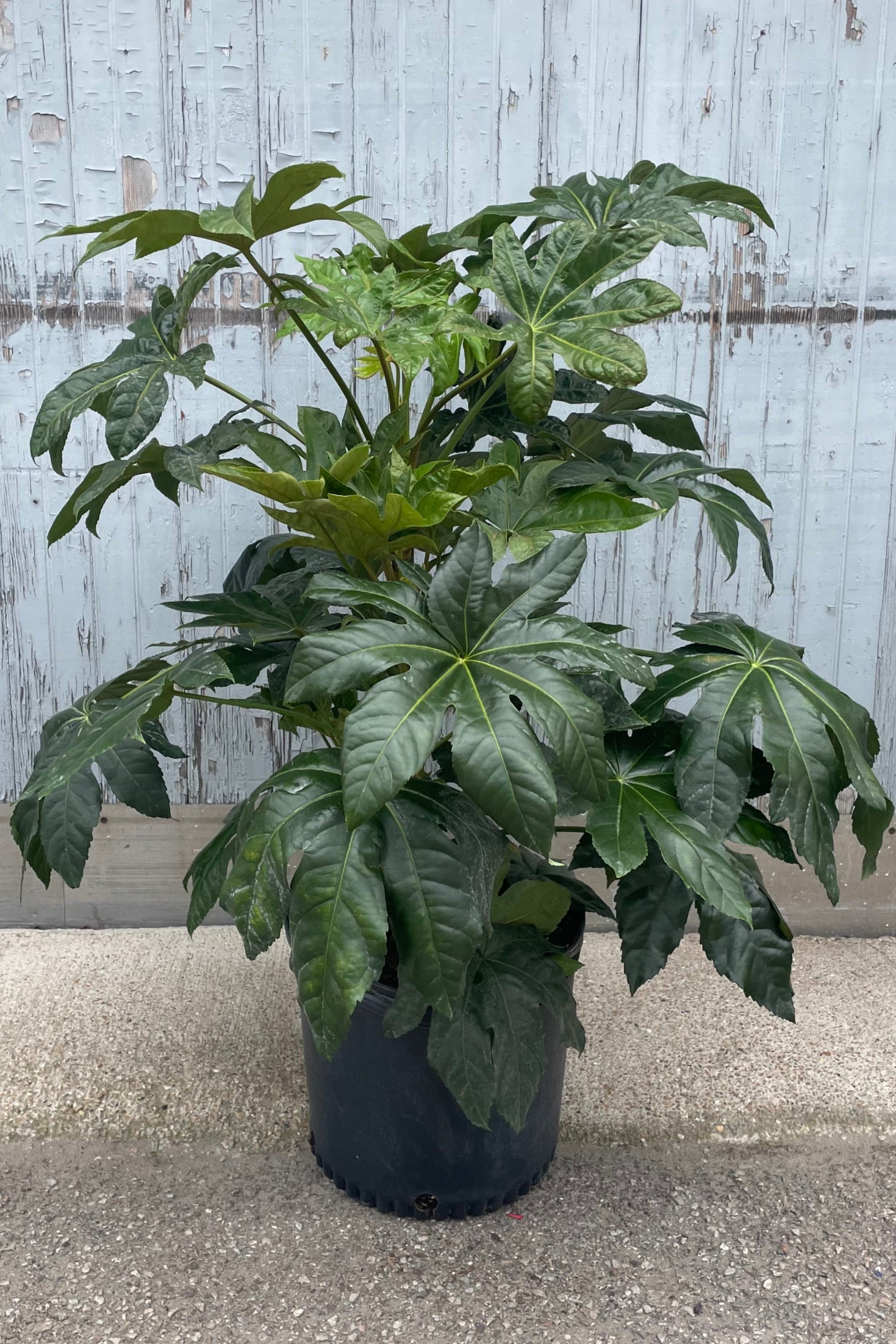 Photo of a plant with large palmately lobed leaves of solid green. The plant is in a black pot in front of a gray wall. Fatsia japonica. ©Sprout Home