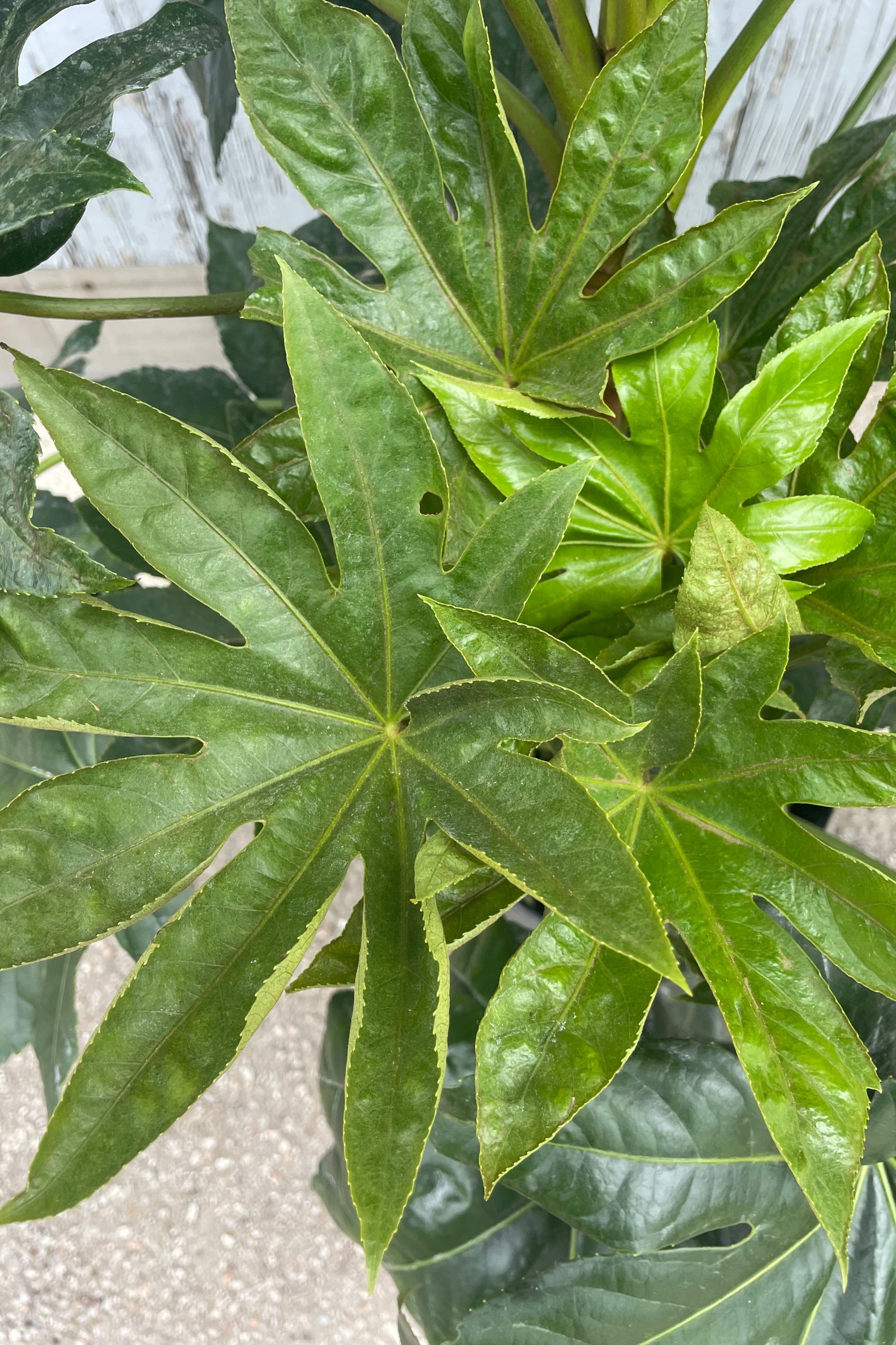Close photo of the large green palmately lobed leaves of Fatsia japnica. ©Sprout Home