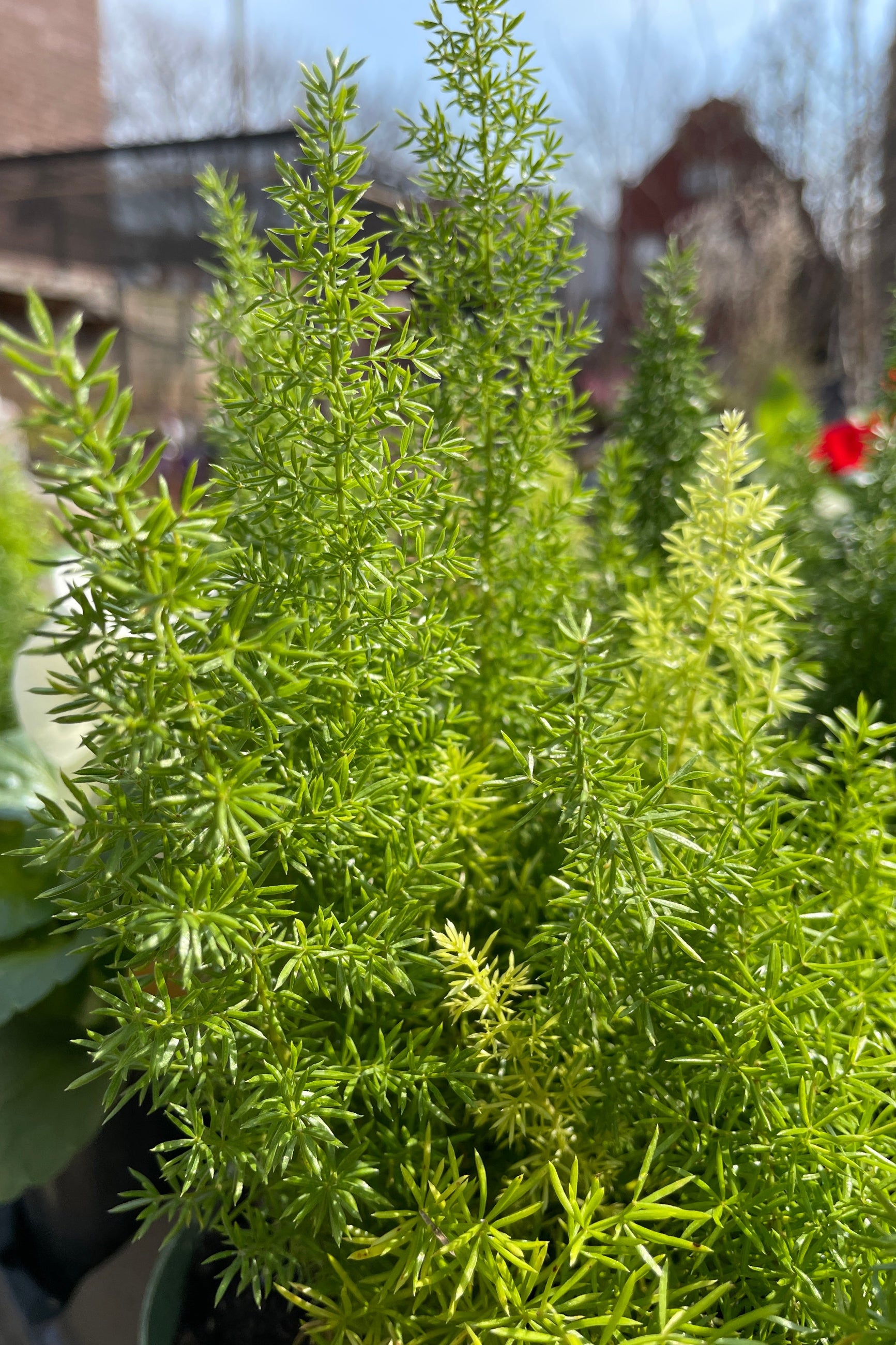 The frilly green limbs of a foxtail fern in the Sprout Home yard. ©Sprout Home