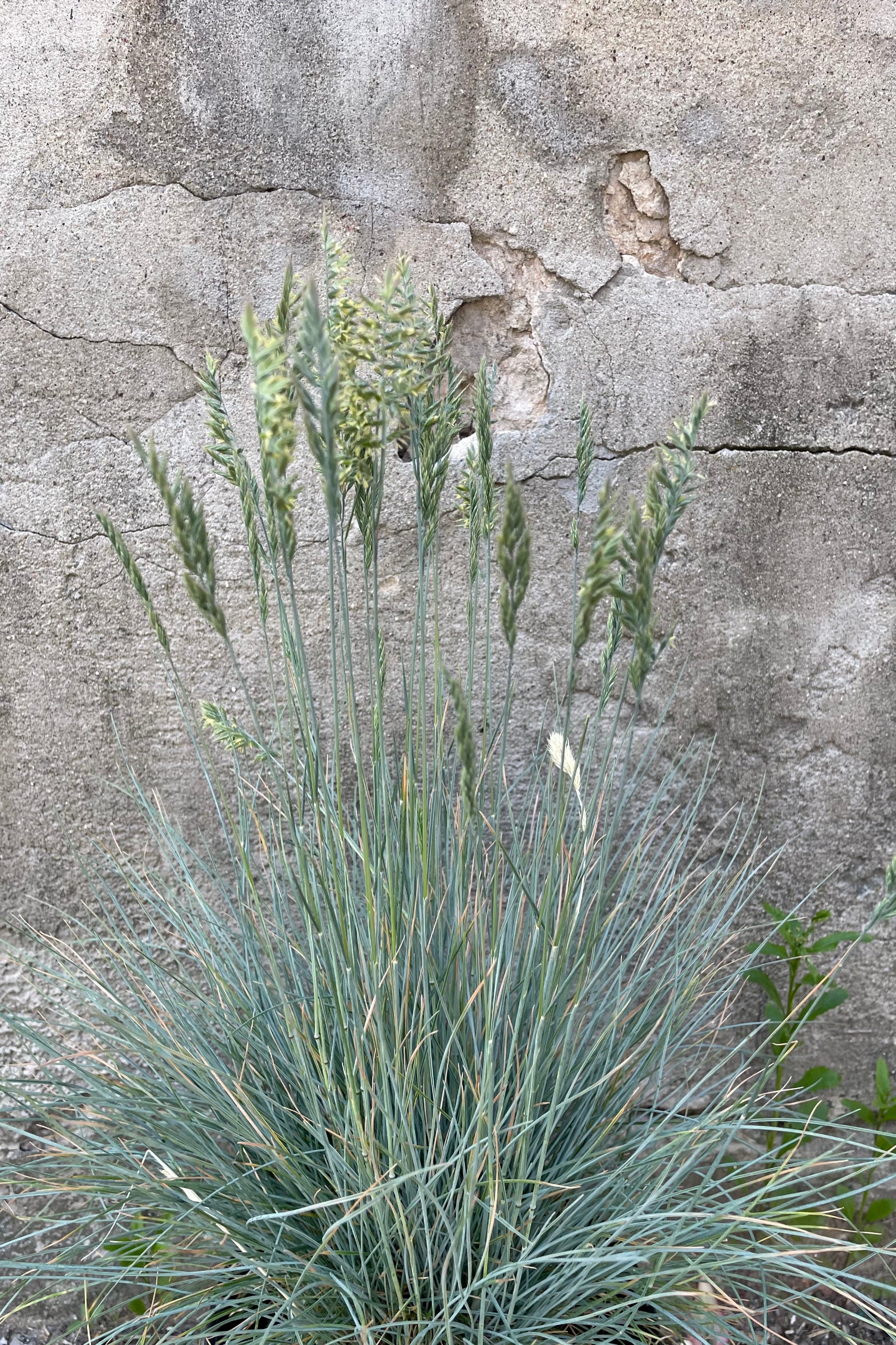 Festuca 'Elijah Blue' with its summer plumes the end of May. ©Sprout Home