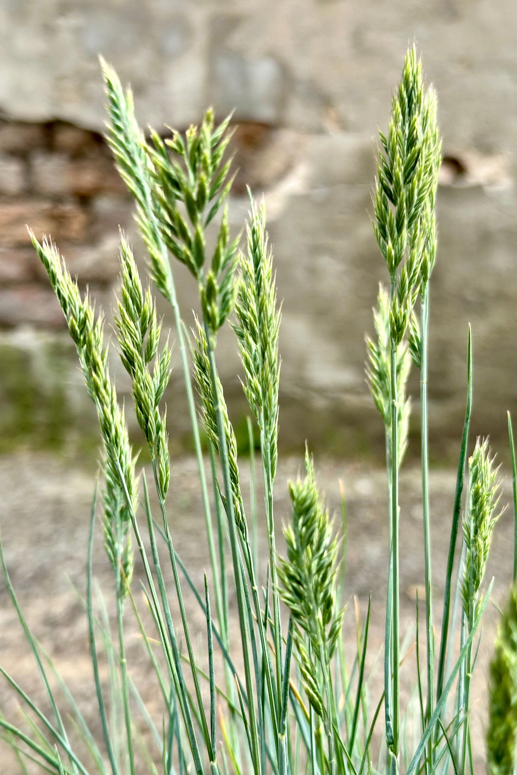 The oat like flower heads of Festuca 'Beyond Blue' mid May at Sprout Home ©Sprout Home