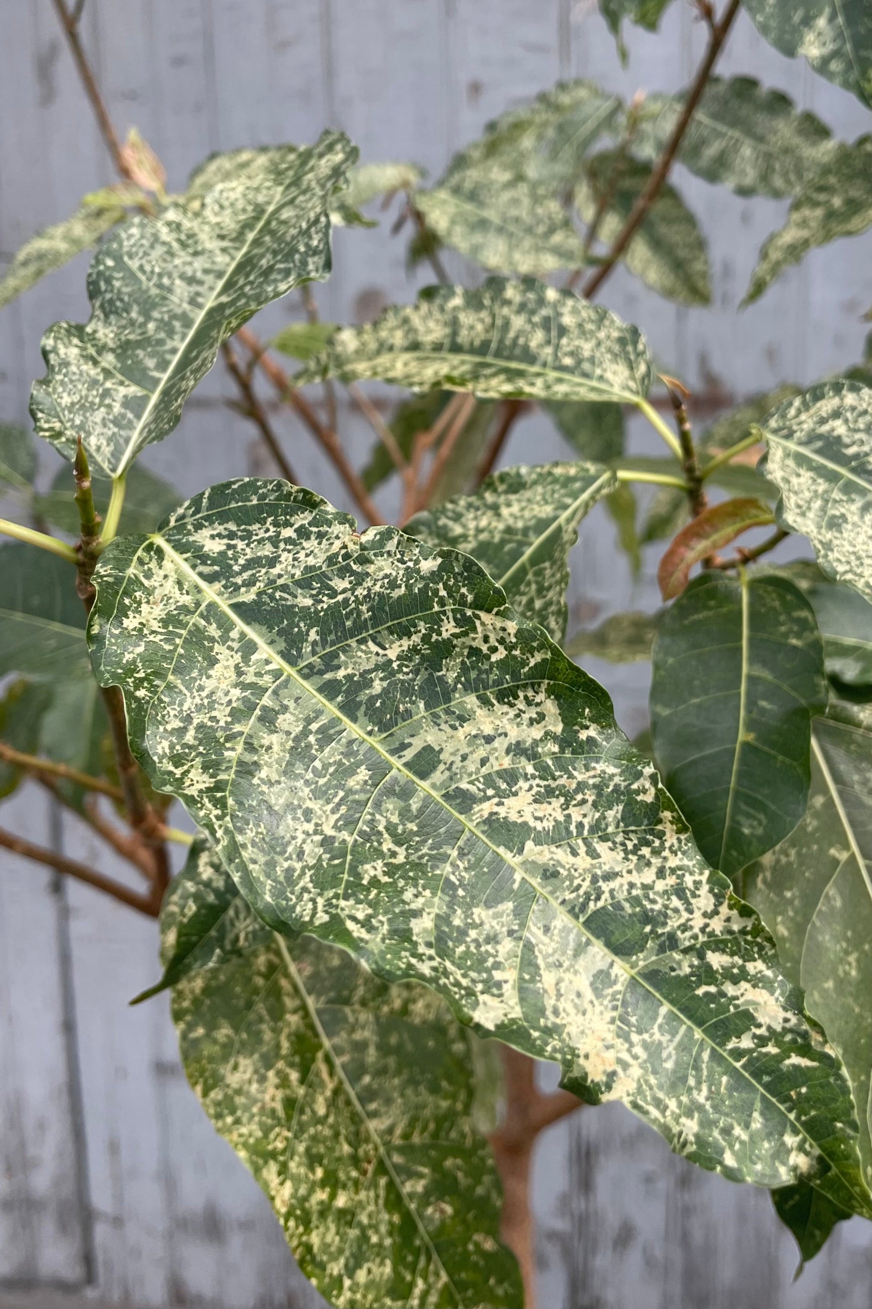 Close photo of white and green leaves of Ficus aspera ©Sprout Home