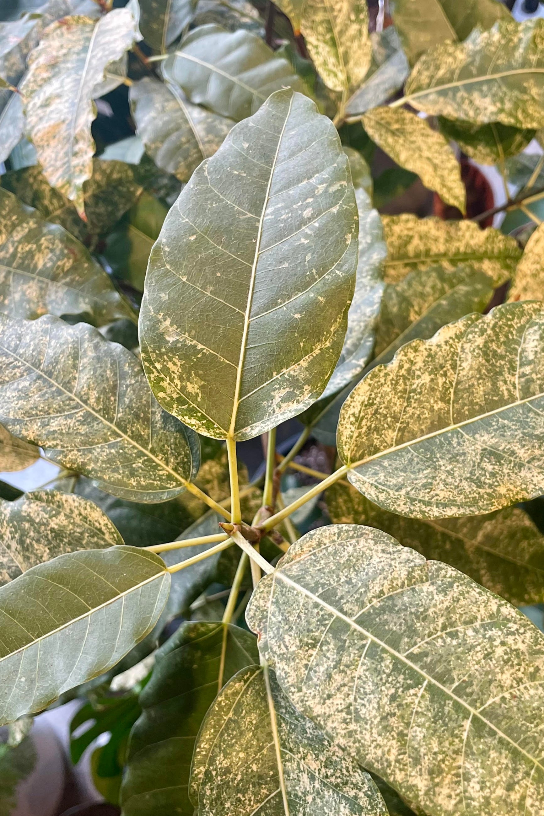 Close up of leaves with heavy white variegation ©Sprout Home