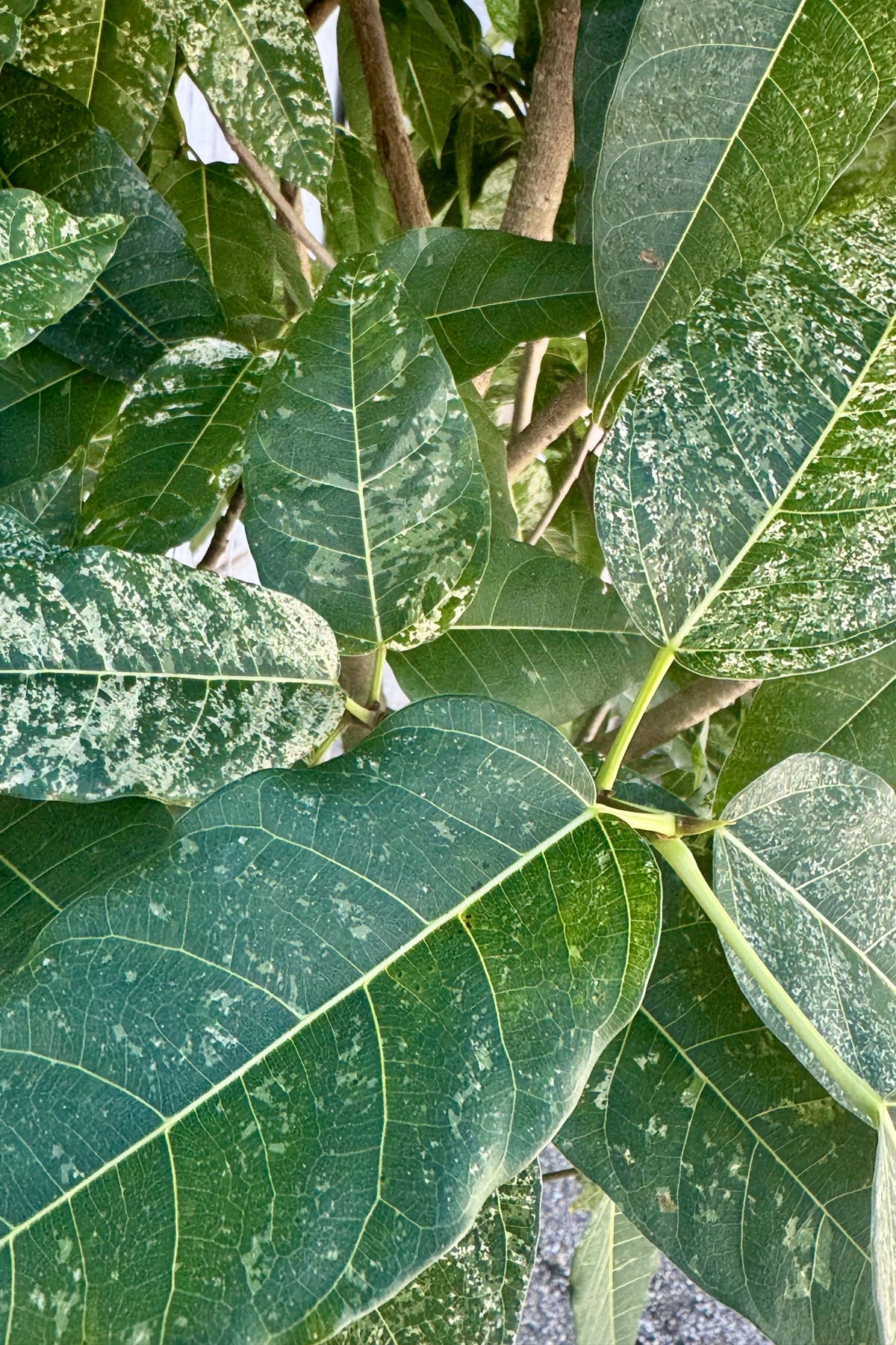 A close photo of mottled green and white leaves. Ficus aspera ©Sprout Home