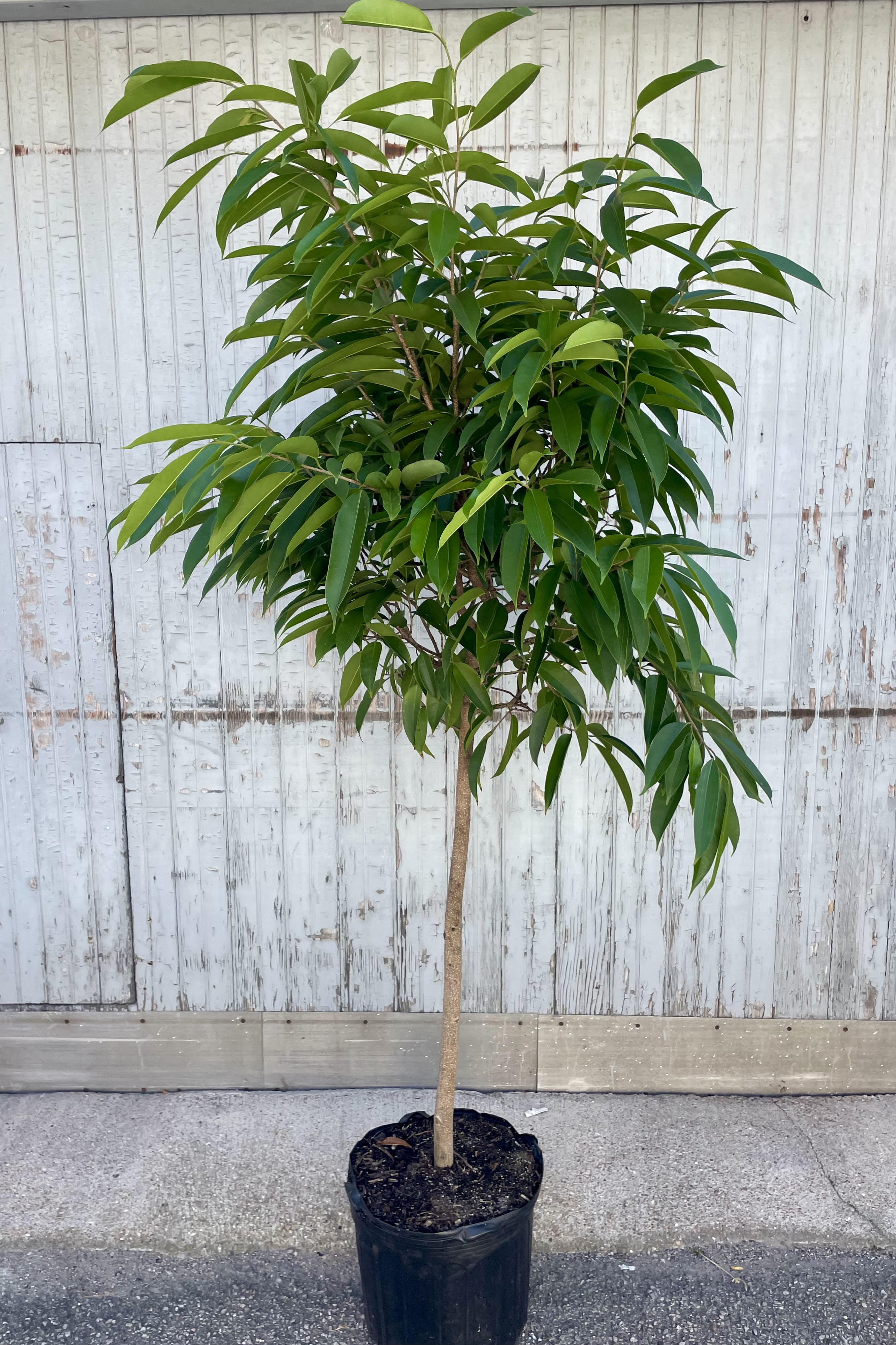 Photo of a tree in a black pot against a gray wall. The tree has an exposed trunk with an arbor of leaves and branches above. Leaves are long, pointed and green. The tree is an Amstel King Ficus.
