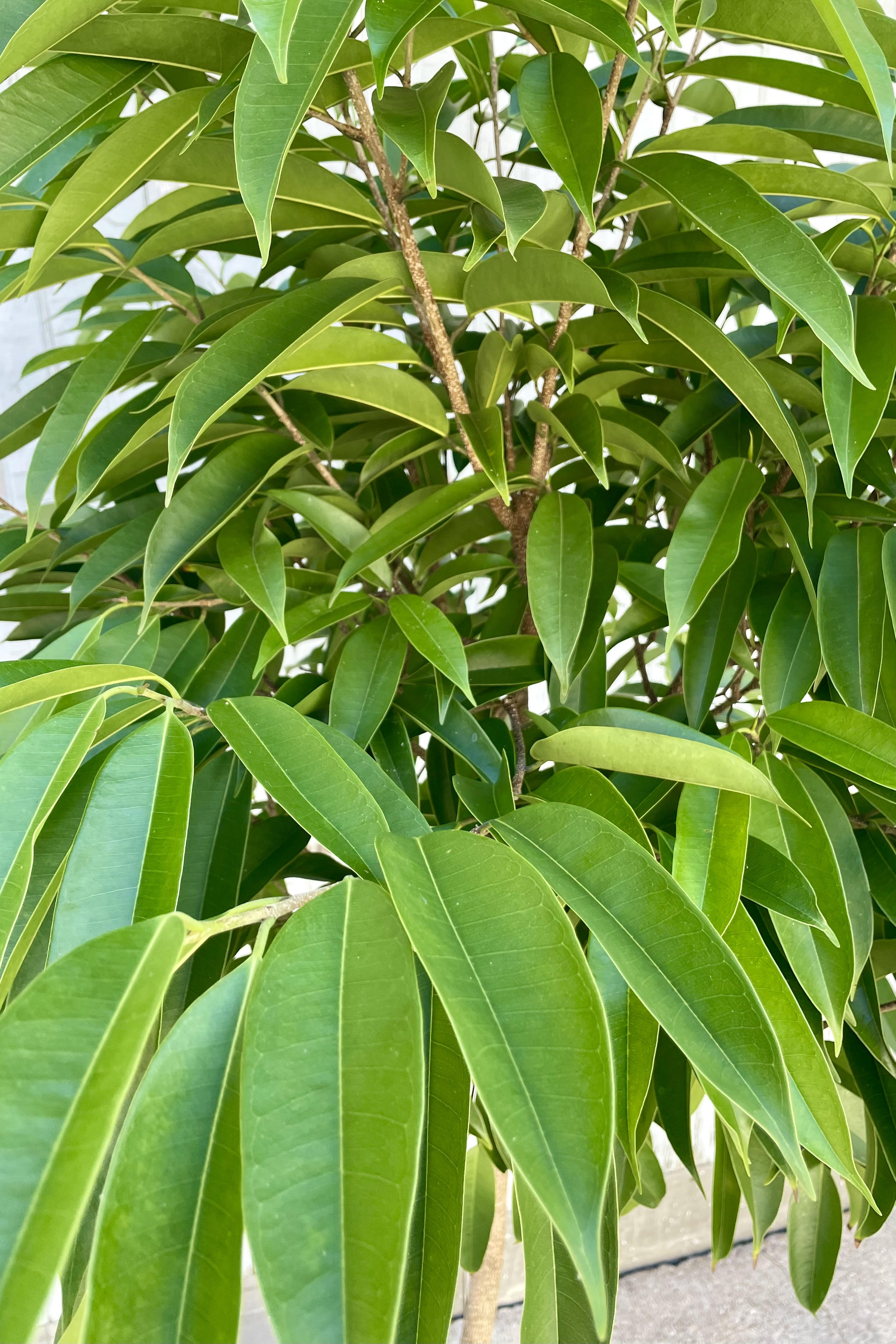 A close photo of dense leaves which are green with a pointed tip. They are the leaves of an Amstel King Ficus tree.