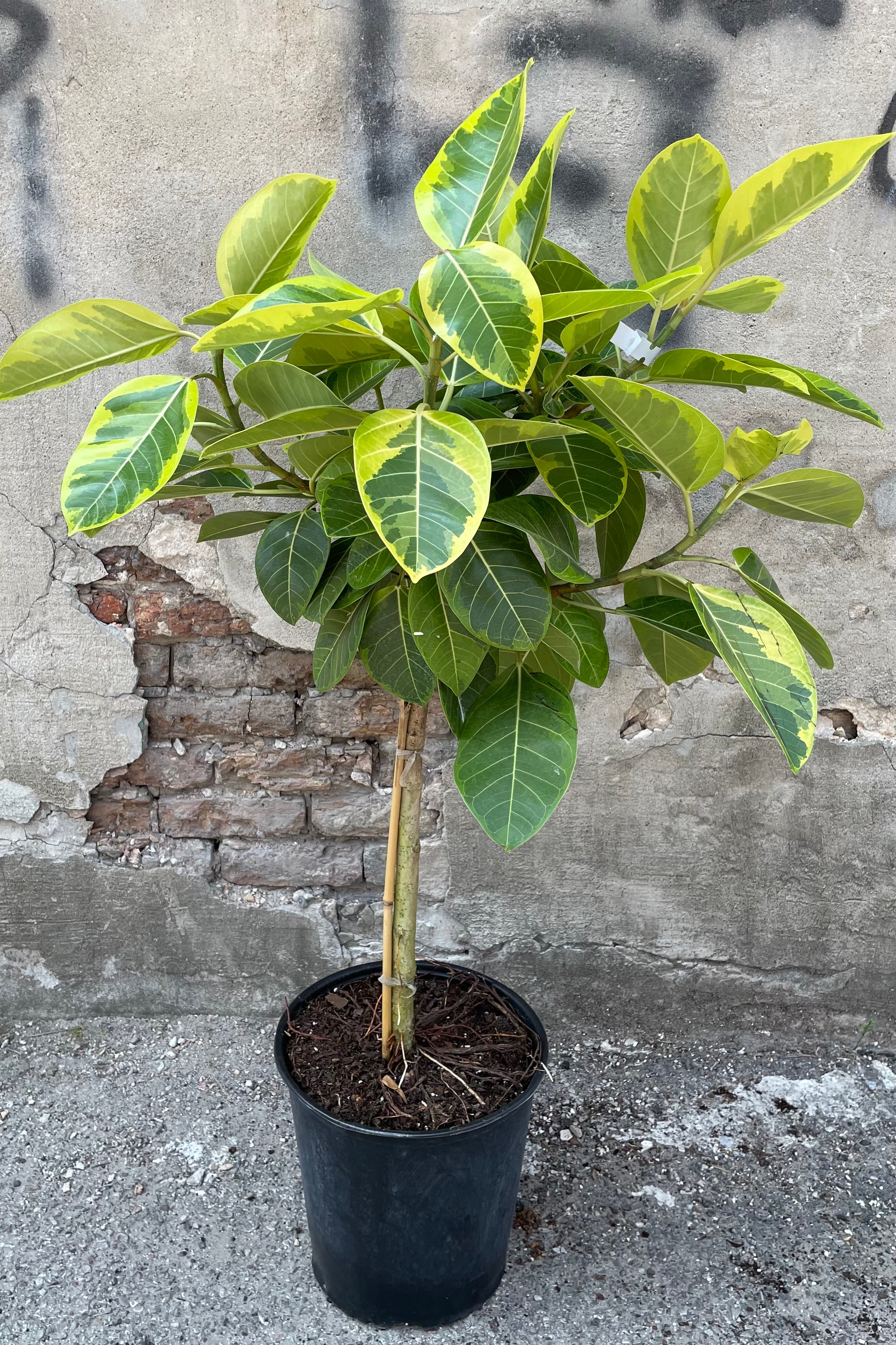 Ficus altissima standard form in a 12" growers pot showing off its green and cream yellow variegated leaves standing in front of a concrete wall.