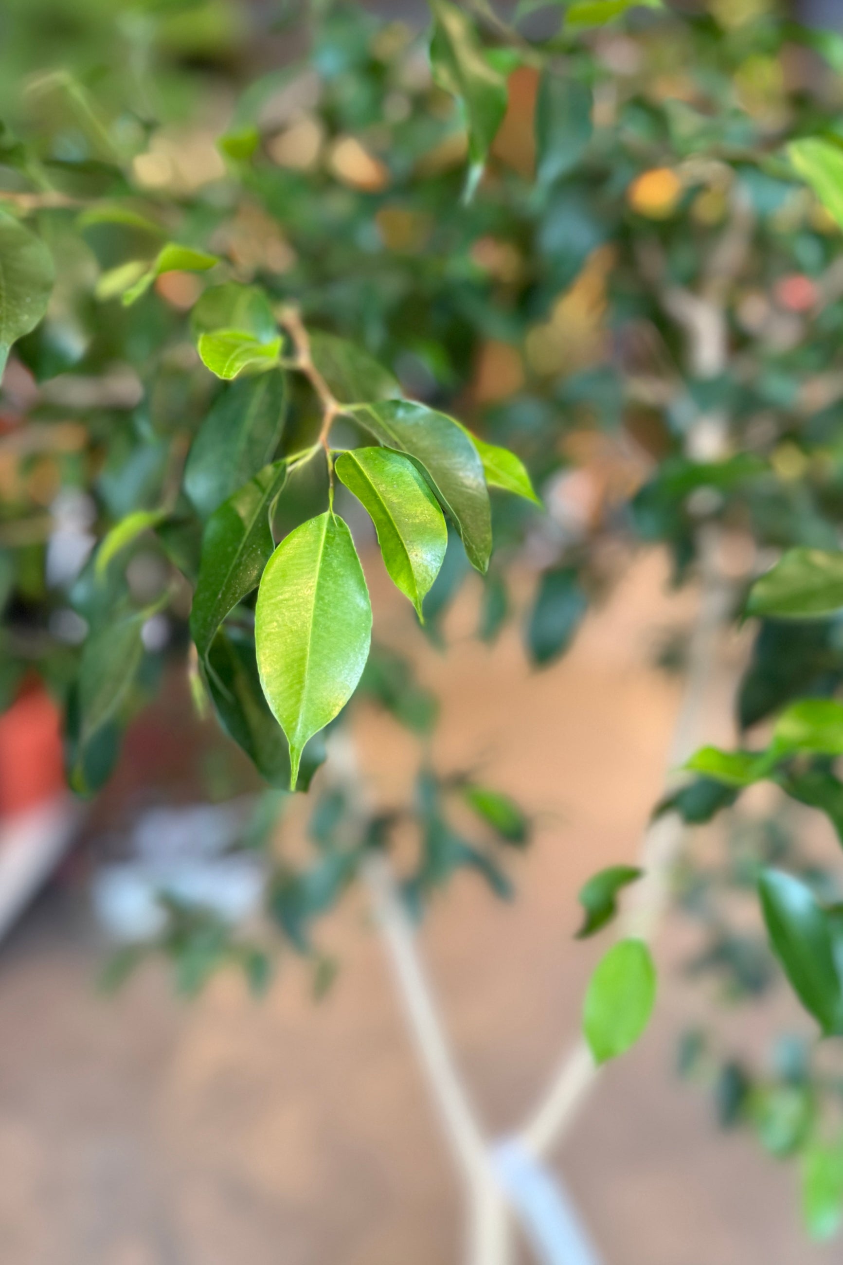Close-up of Ficus Benjamina green leaves with a blurred background ©Sprout Home