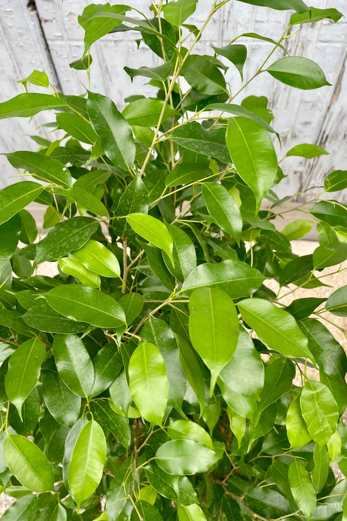 A close photo of dense green leaves of Ficus benjamina ©Sprout Home