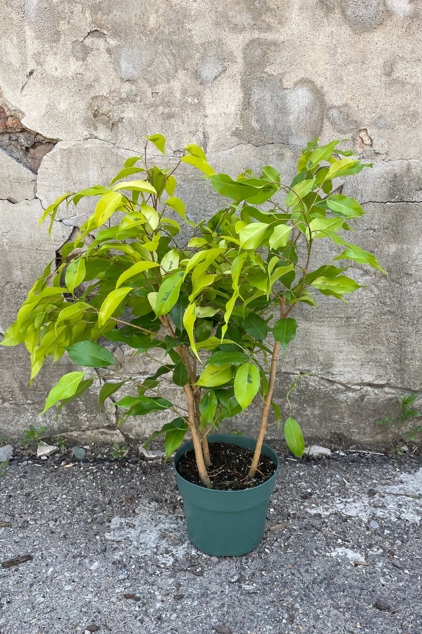 A full view of one variety of Ficus benjamina 6" in grow pot against concrete backdrop ©Sprout Home