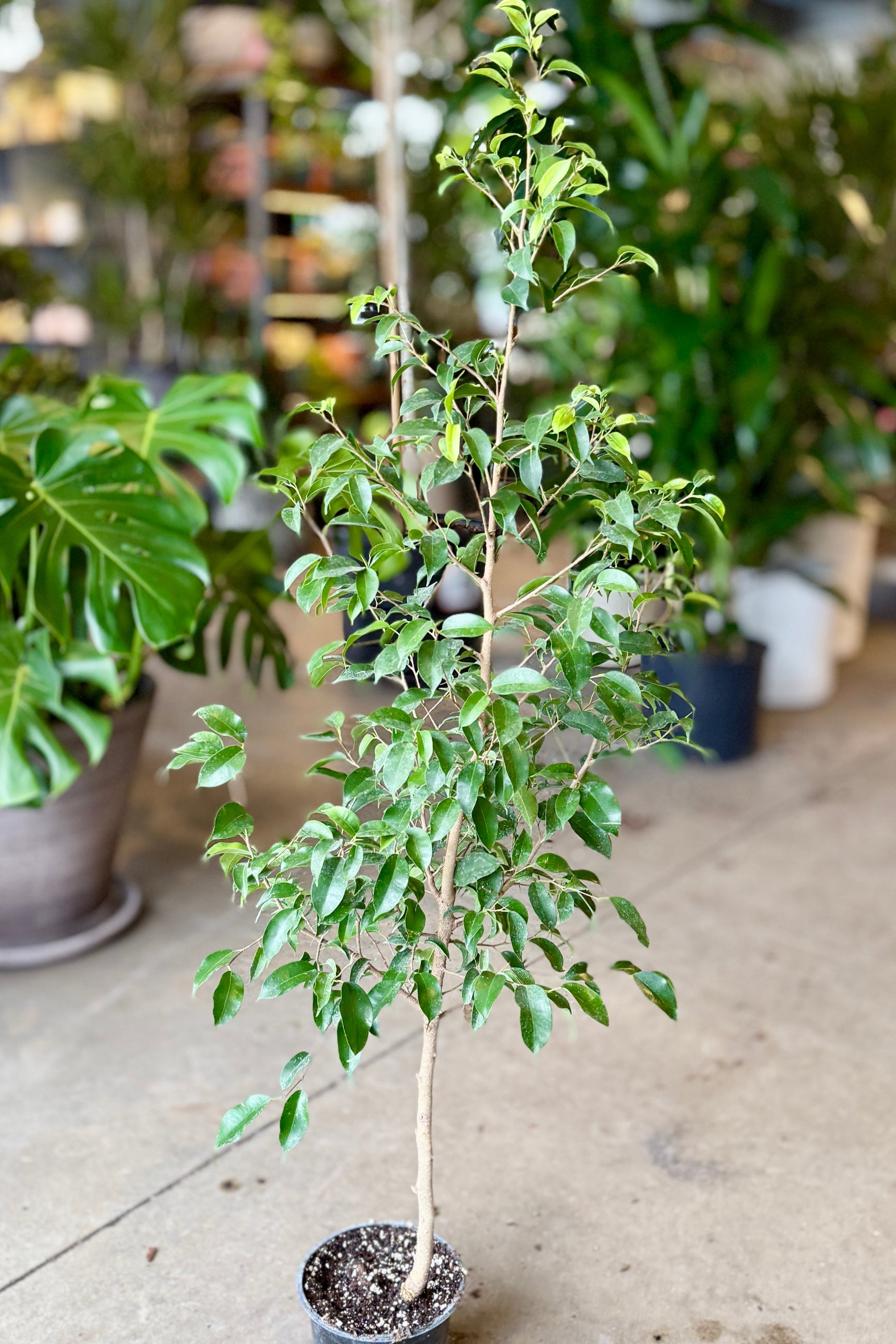 Potted Ficus benjamina plant in a greenhouse setting with other plants in the background ©Sprout Home