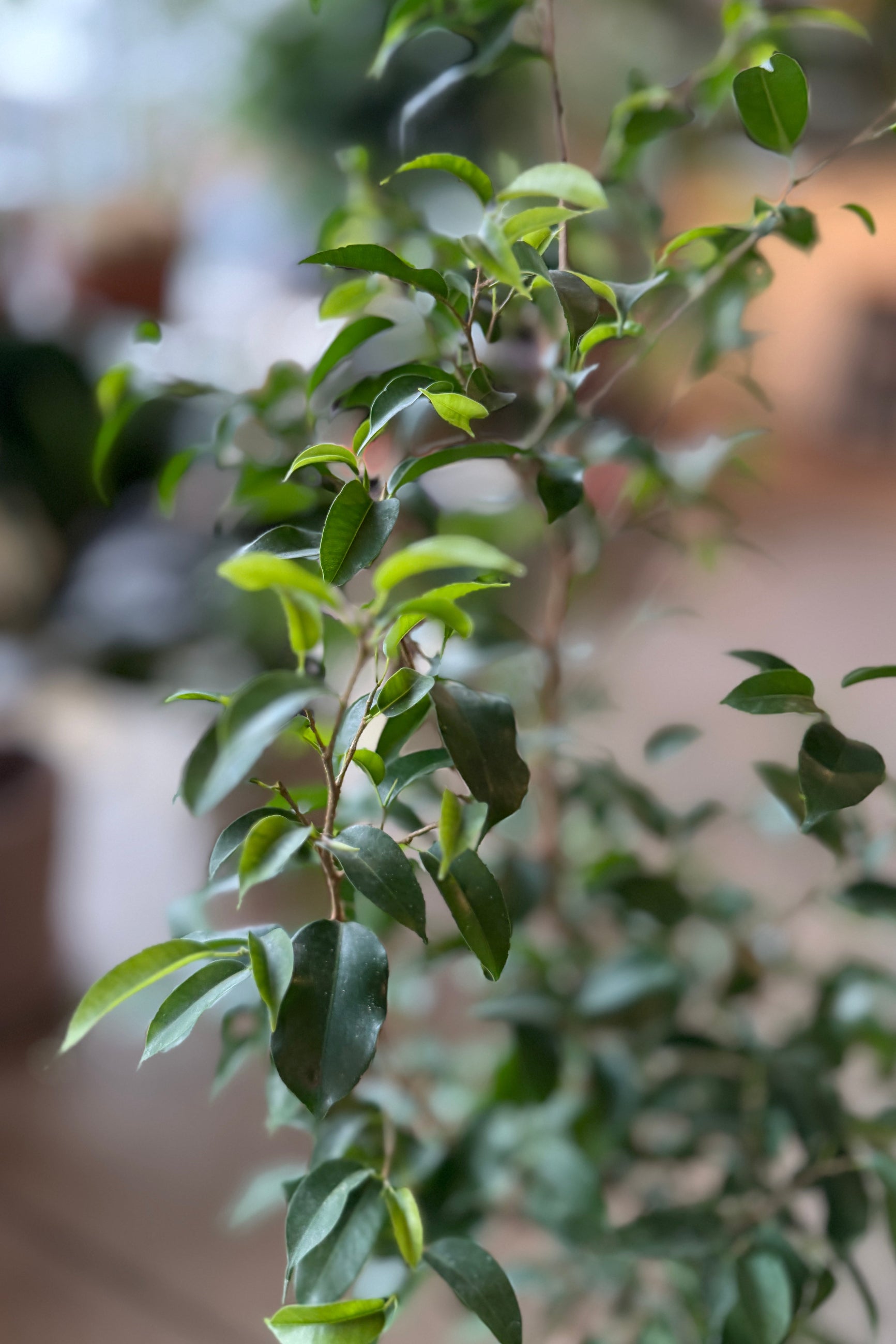 Close-up of a Ficus benjamina plant with green leaves against a blurred background ©Sprout Home