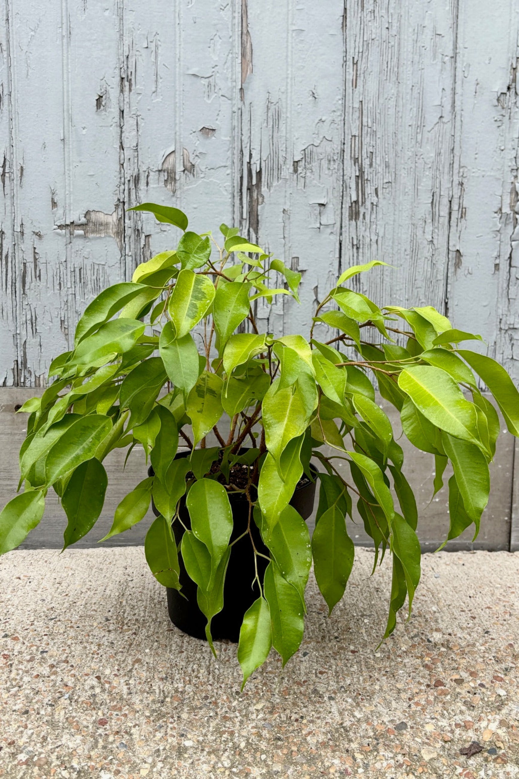 Ficus benjamina variegated muti stem with neon green leaves against a grey wall.