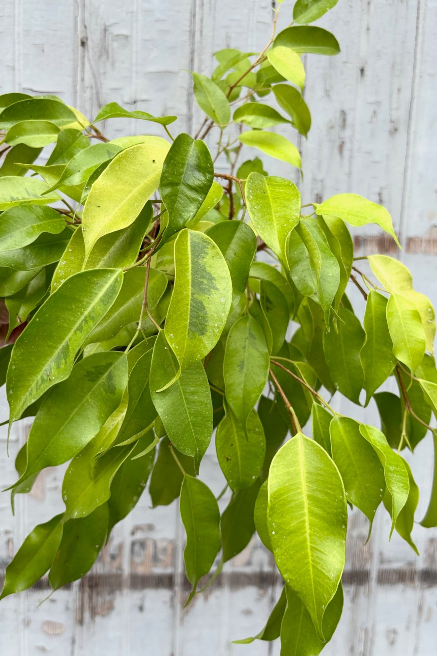 Close up of Ficus Benjamina with bright neon green leaves against a grey wall ©SproutHome