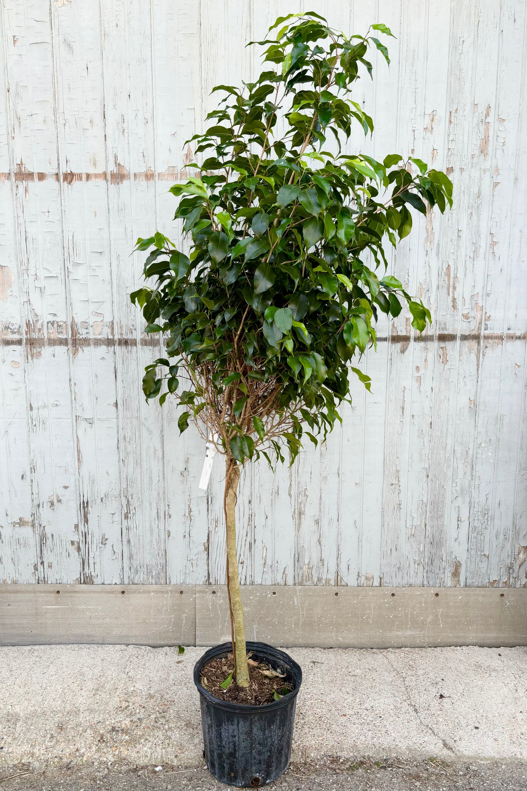 Single trunk Ficus benjamina 'Midnight' tree with light and dark green acuminate leaves against grey background ©Sprout Home