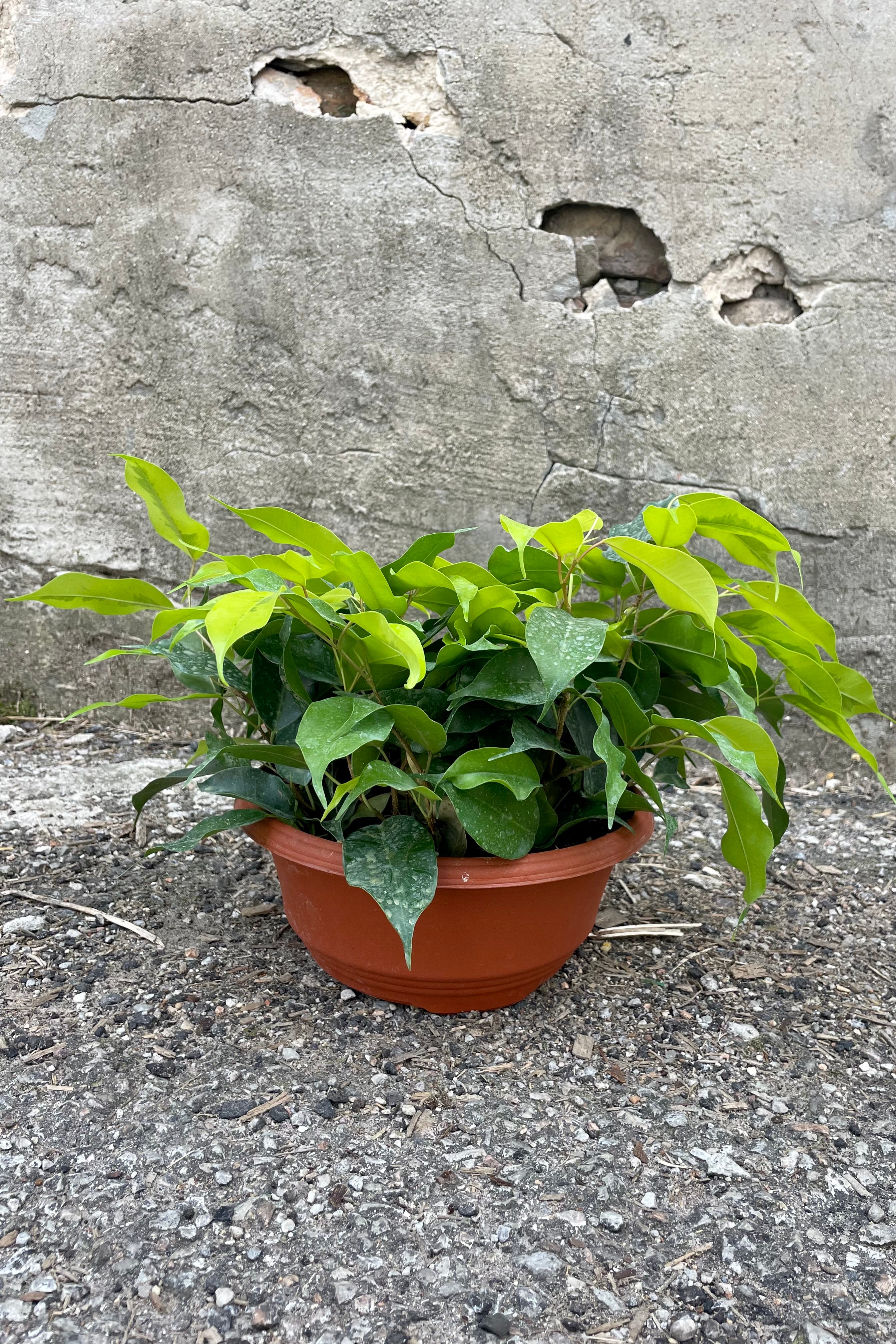 Photo of a plant with bright green chartreuse leaves in a short orange pot. The plant is a Ficus benjamina called 'Neon Marguerite' and is photographed against a cement wall.