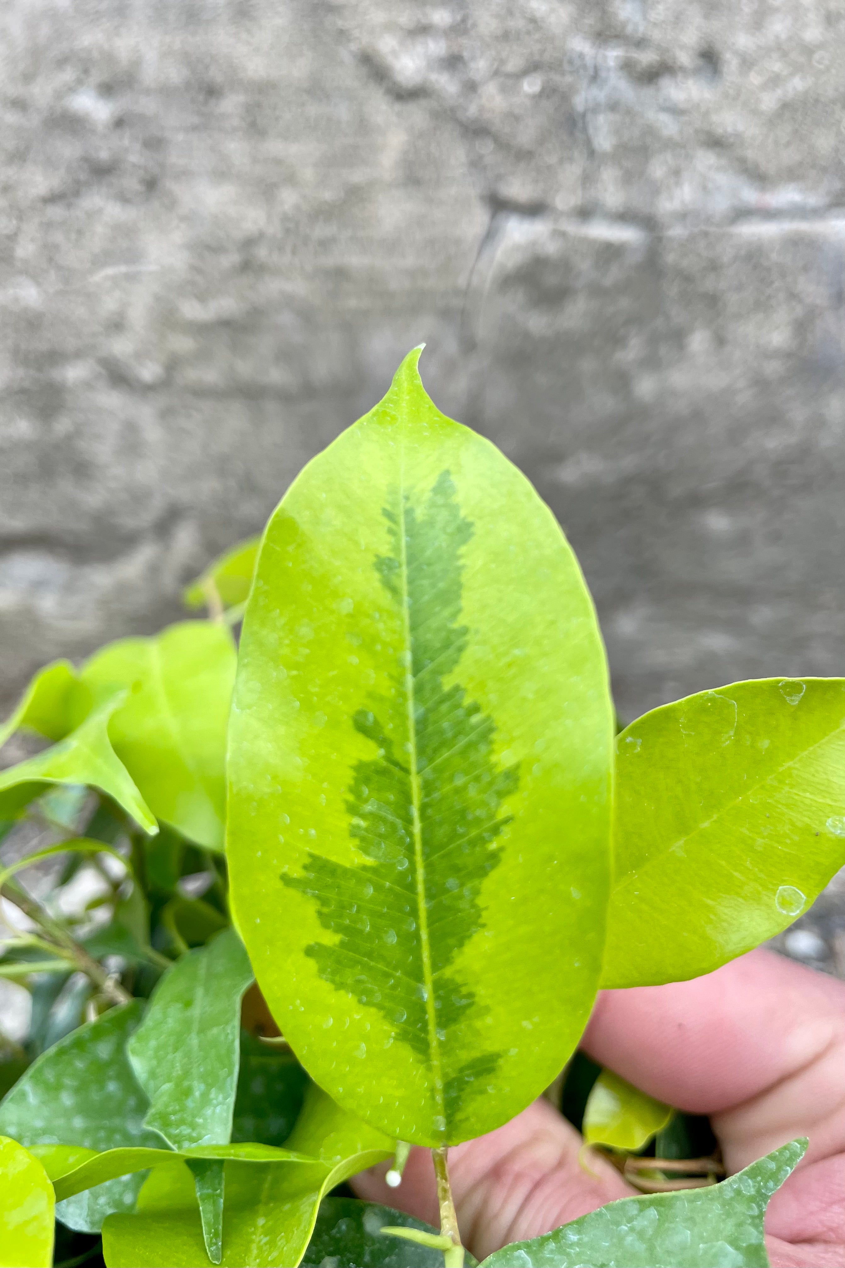Close Photo of a plant with bright green chartreuse leaves in a short orange pot. The plant is a Ficus benjamina called 'Neon Marguerite' and is photographed against a cement wall.