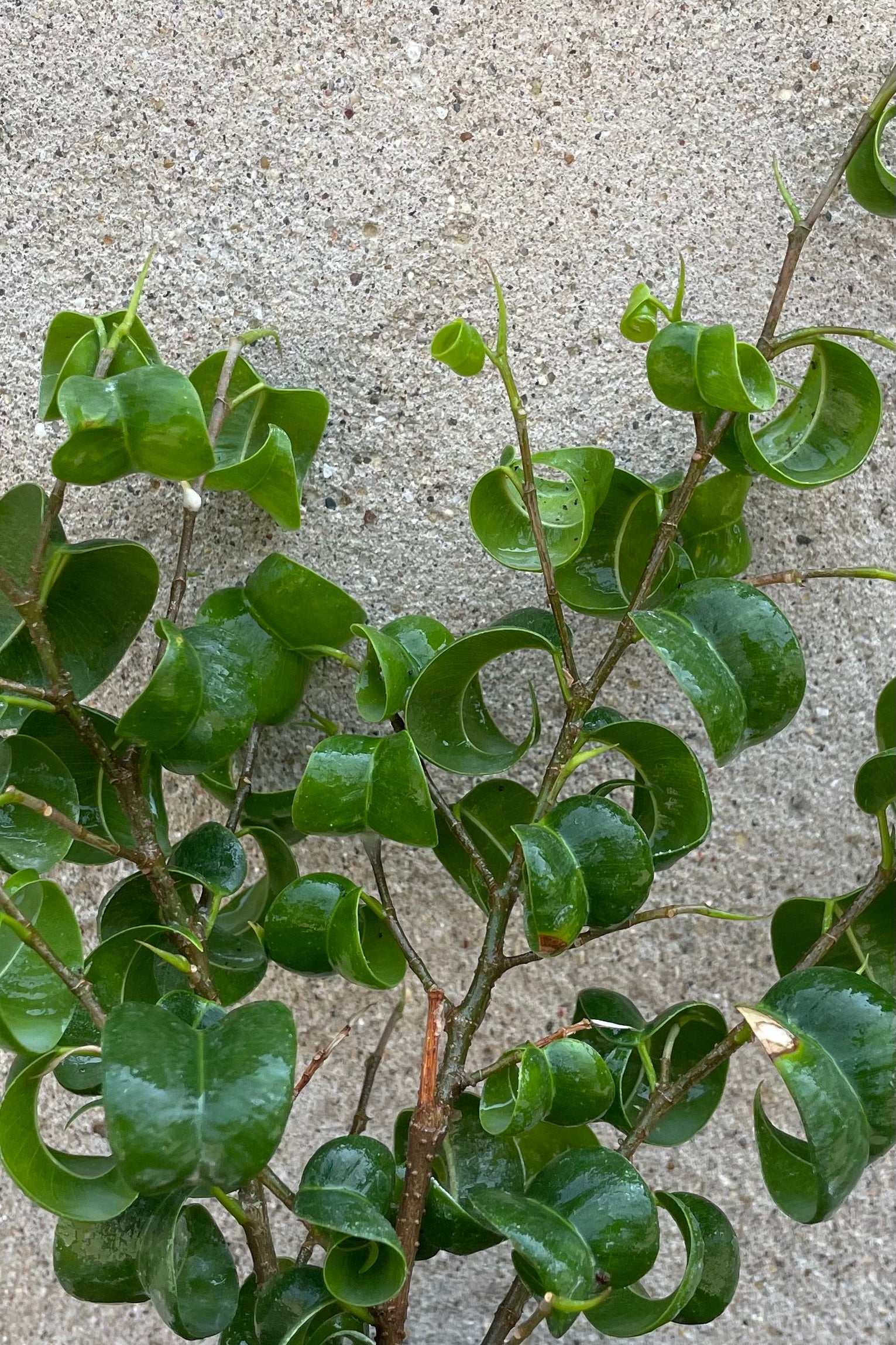 A detailed view of Ficus benjamina 'Pandora' 4" against concrete backdrop ©Sprout Home