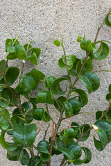 A detailed view of Ficus benjamina 'Pandora' 4" against concrete backdrop