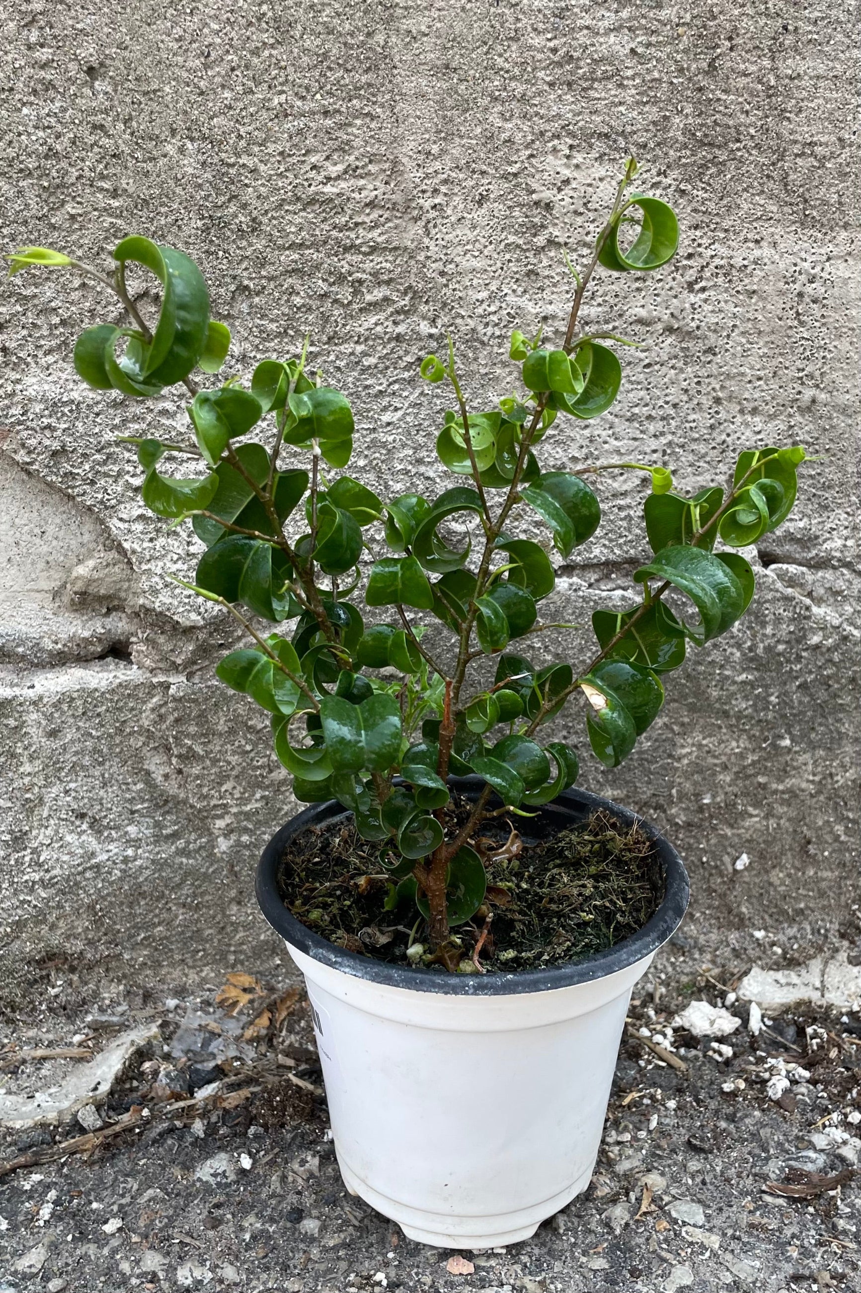 A full view of Ficus benjamina 4" against concrete backdrop ©Sprout Home