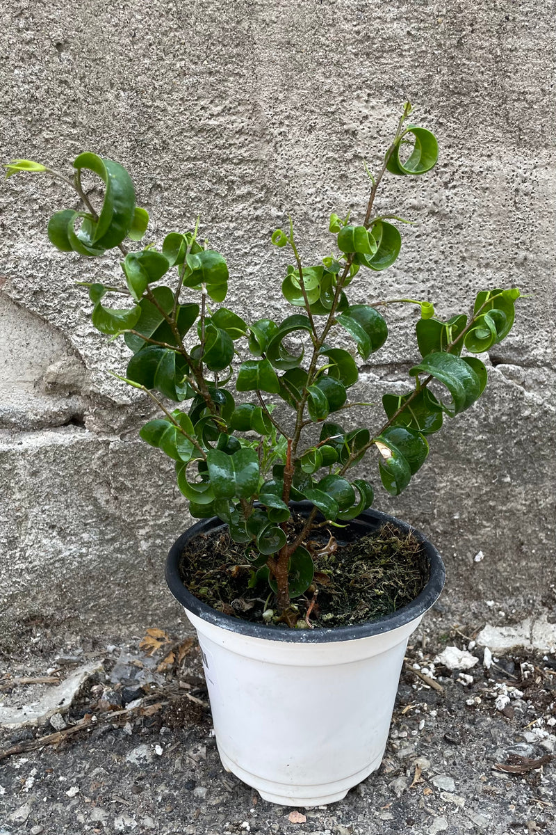 A full view of Ficus benjamina 4" against concrete backdrop