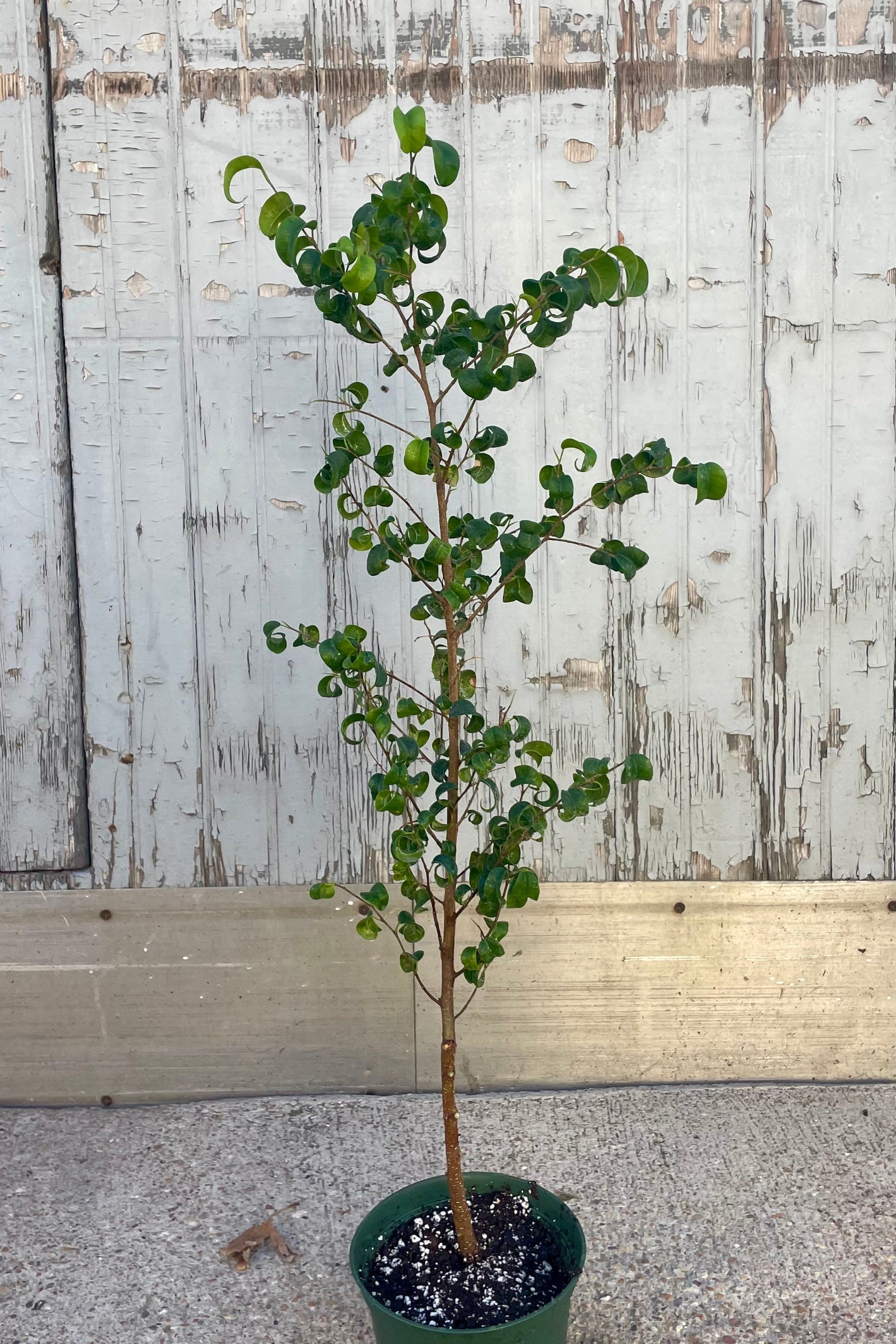 A small tree in a pot in front of a wooden wall. Ficus benjamina 'Pandora' ©Sprout Home