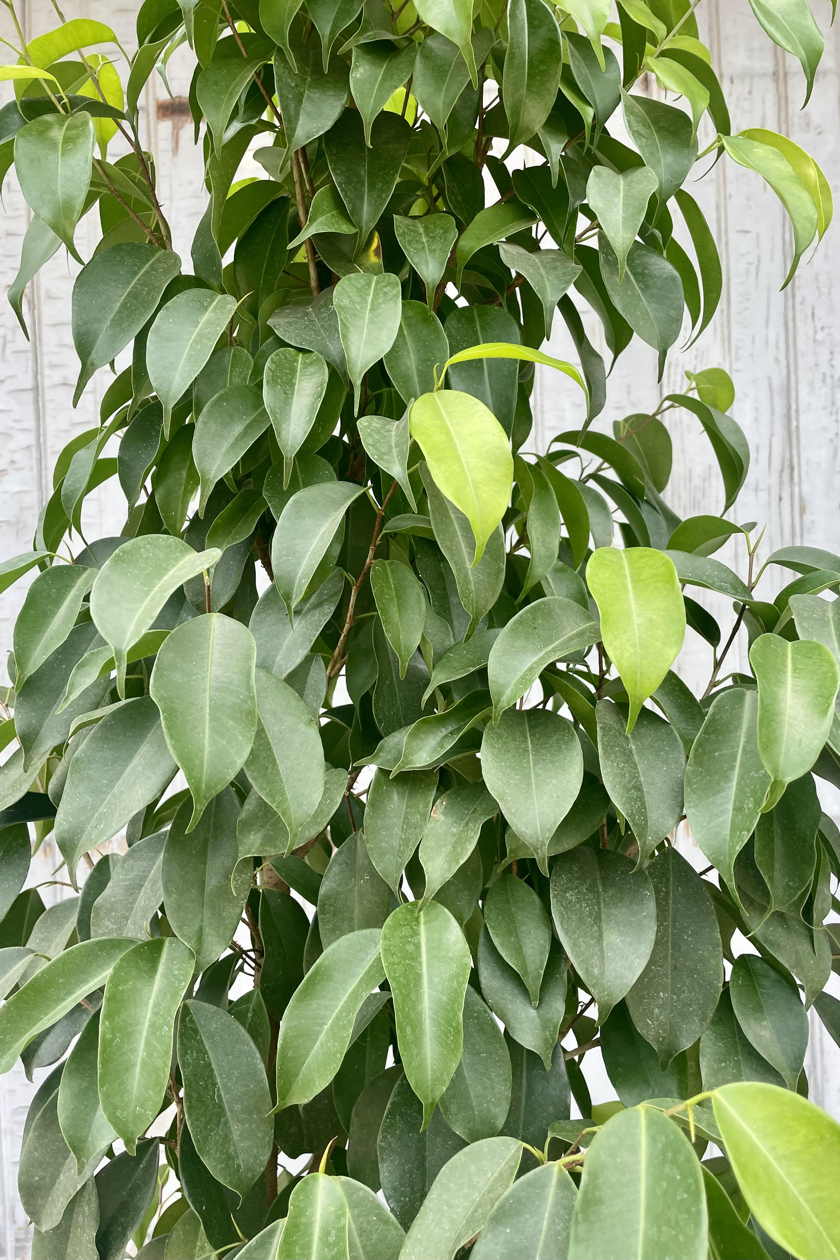 A close photos of the leaves of Photo of a Tree in a black pot against a gray wood and cement wall. The tree is very narrow in shape and very tall with small rounded green leaves. The tree is Ficus benjamina 'Spire.'