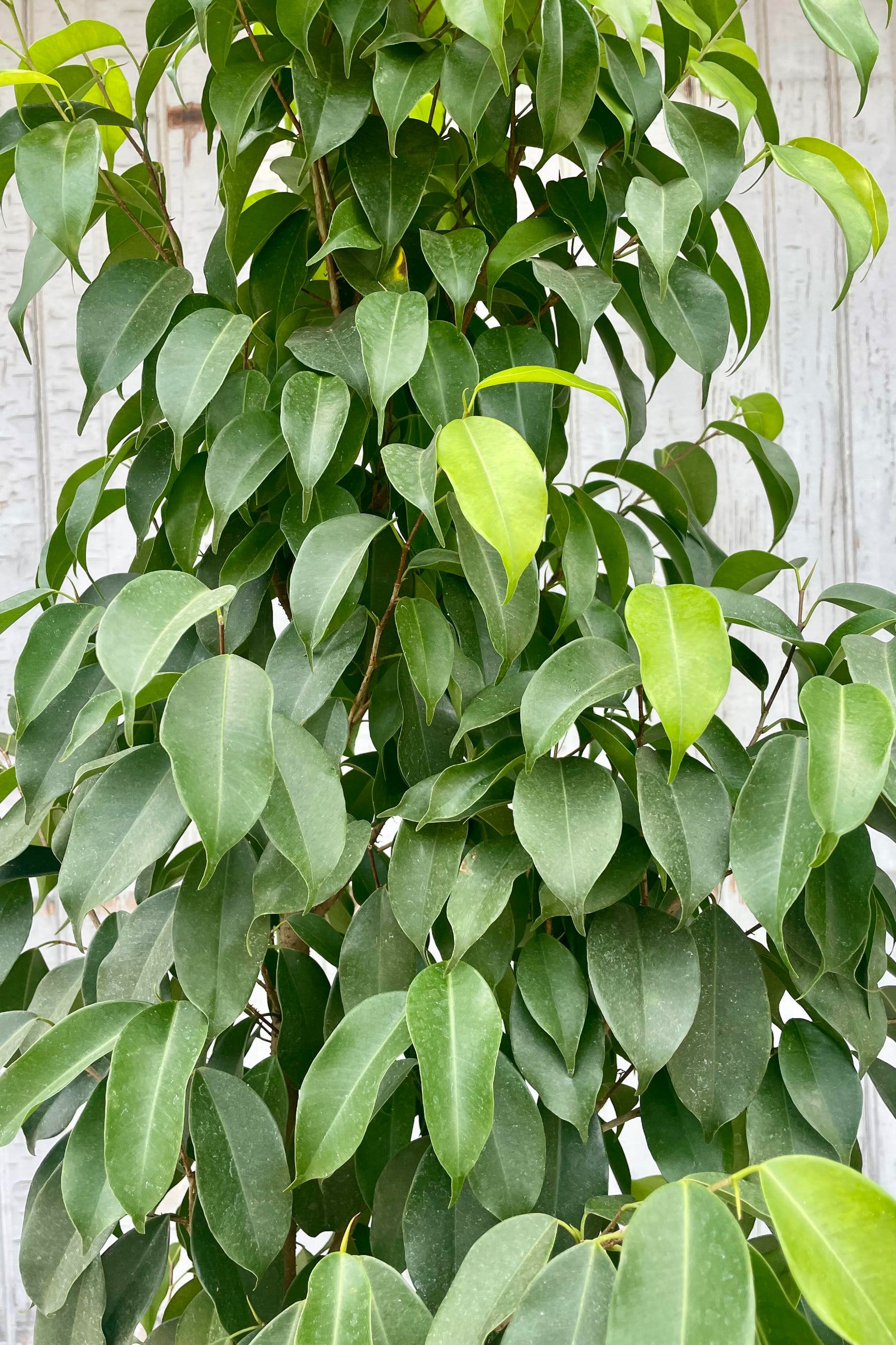 A close photos of the leaves of Photo of a Tree in a black pot against a gray wood and cement wall. The tree is very narrow in shape and very tall with small rounded green leaves. The tree is Ficus benjamina 'Spire.' ©Sprout Home