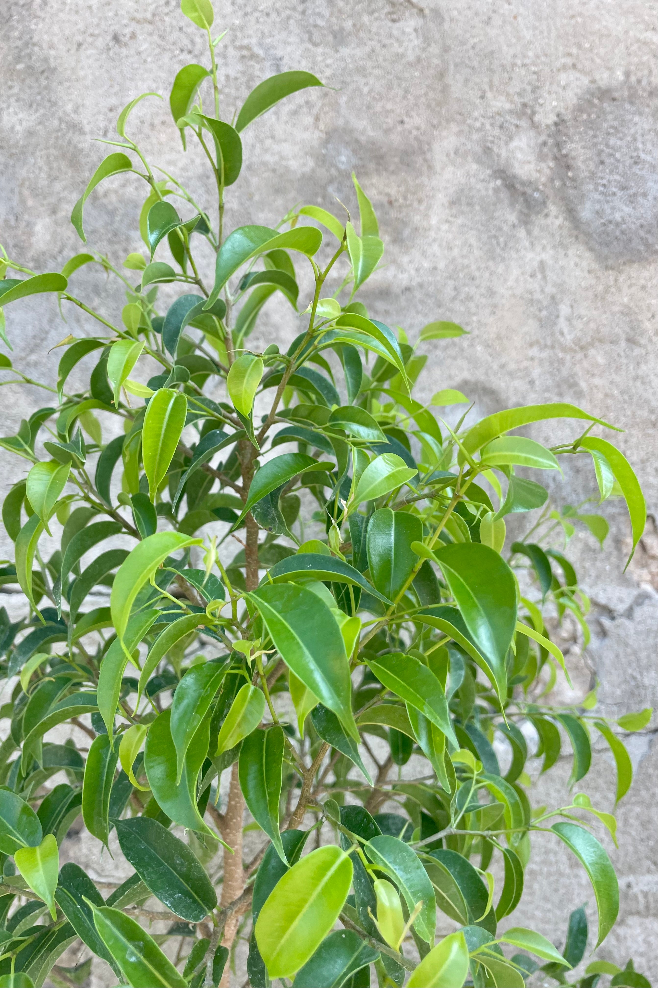 Close photo of the many small green leaves of Ficus benjamina 'Too Little" Fig treea gainst a gray cement wall.