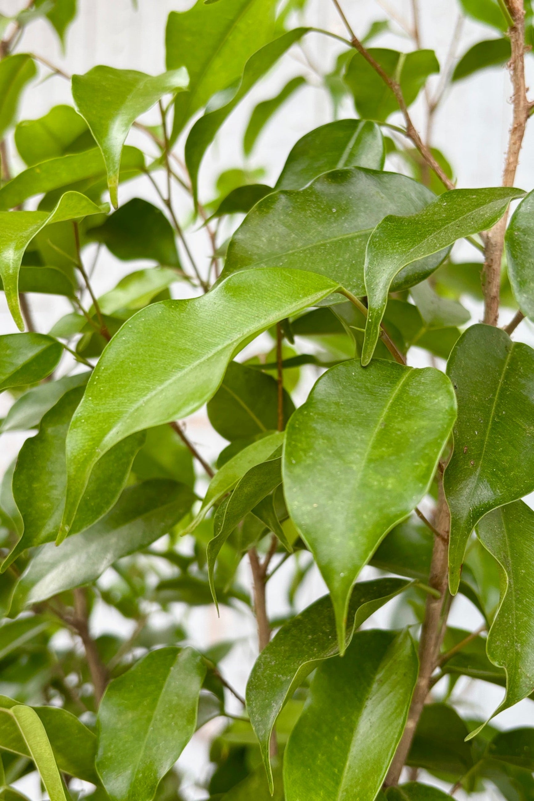 Close up of leaves on Ficus benjamina ‘Wintergreen’ ©Sprout Home