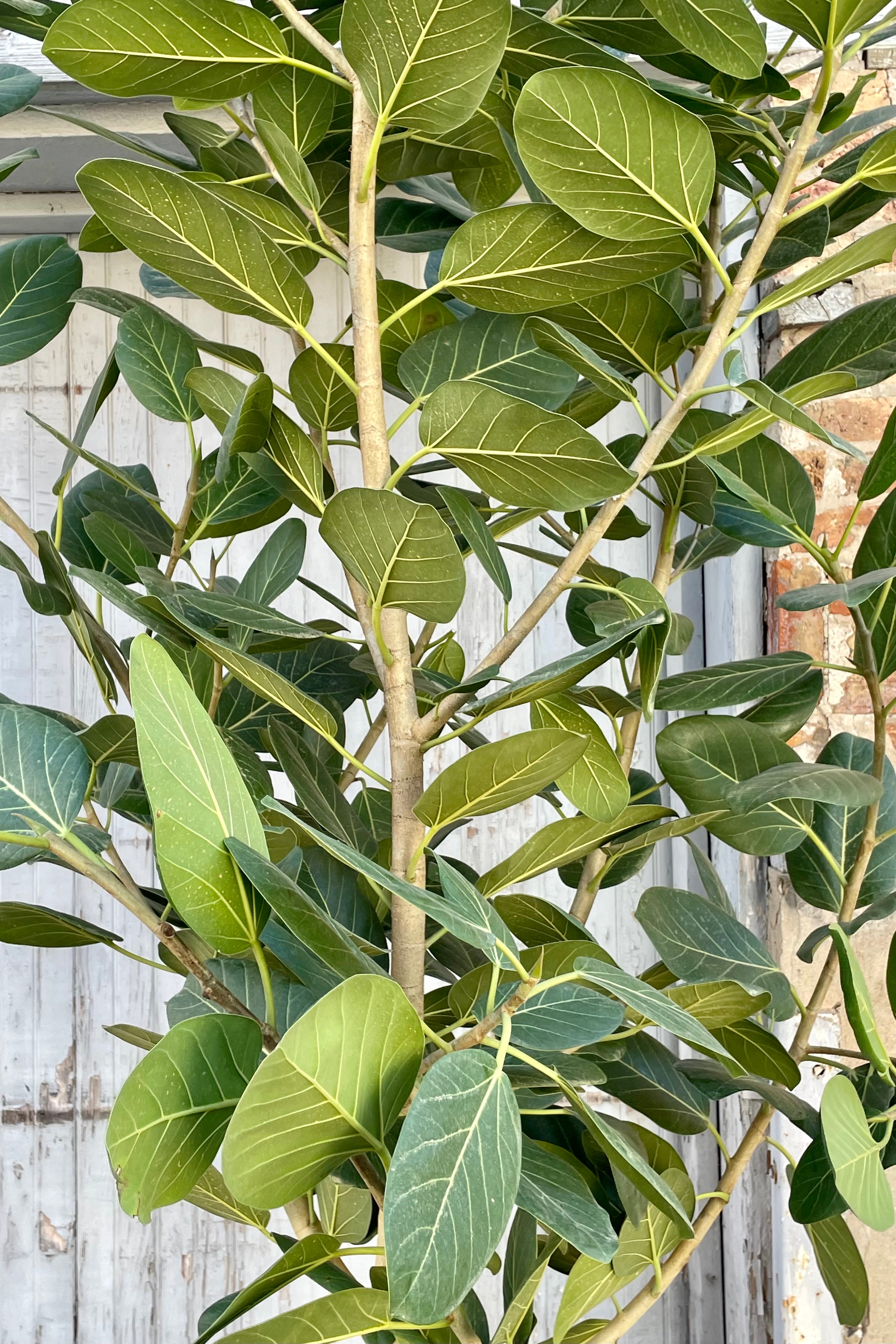 Close photo of soft green round leaves of Ficus benghalensis 'Audrey' tree.
