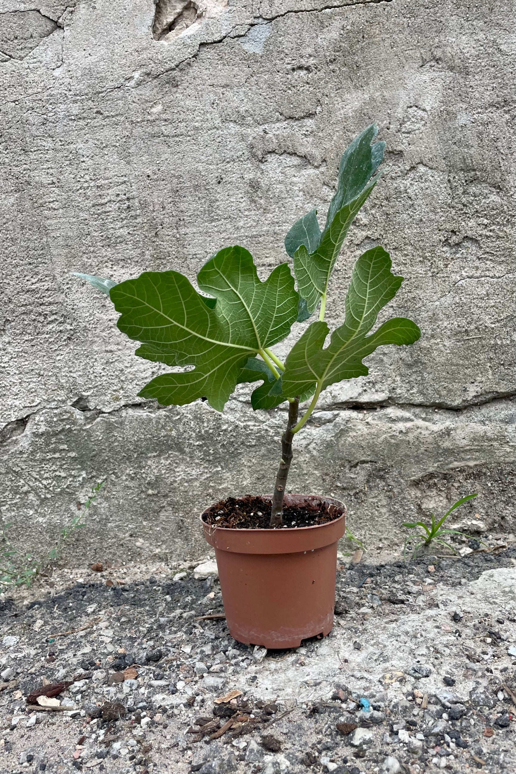 Photo of a young Ficus carica edible fig tree in an orange pot against a cement wall. ©Sprout Home