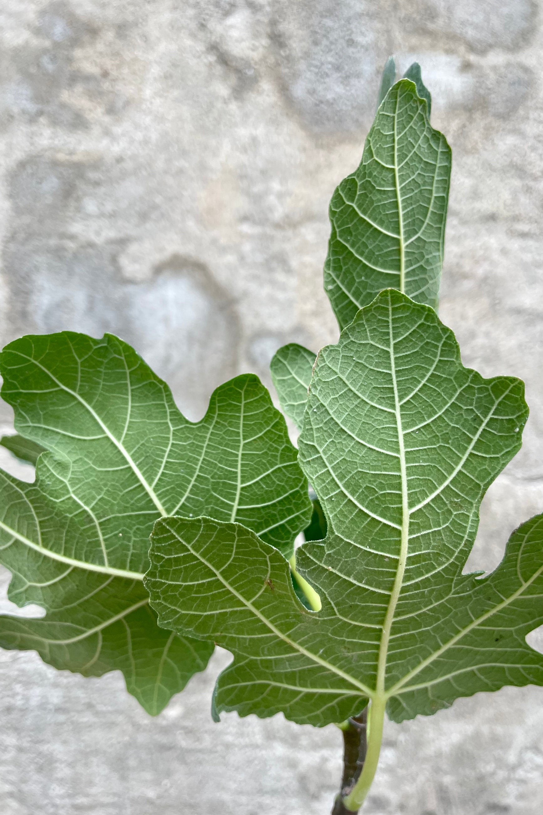 Photo of Ficus carica edible fig tree leaf against a cement wall. ©Sprout Home