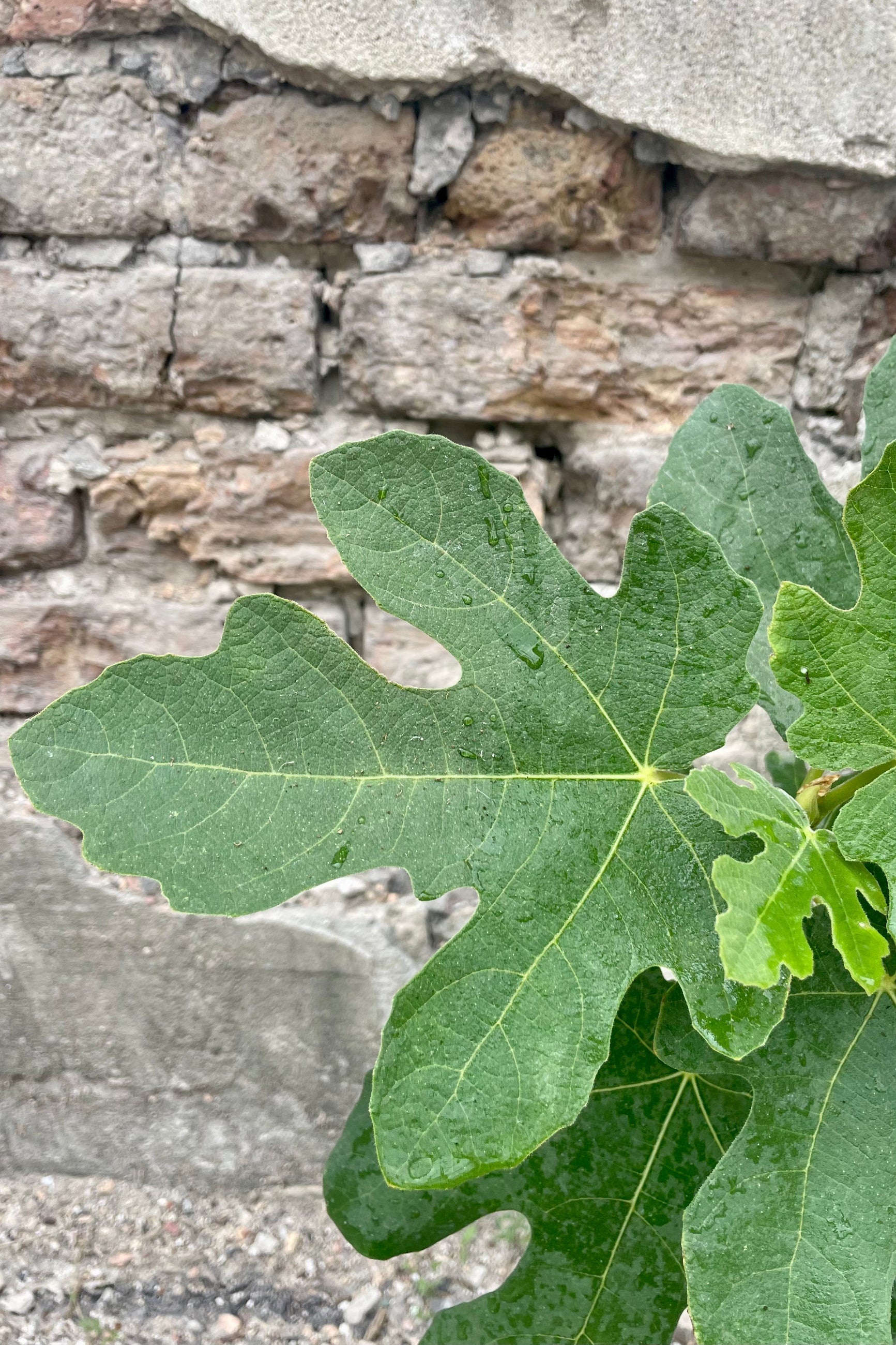 Close up photo of green leaf of Ficus carica 'Chicago Hardy' edible fig against a gray cement wall. ©Sprout Home