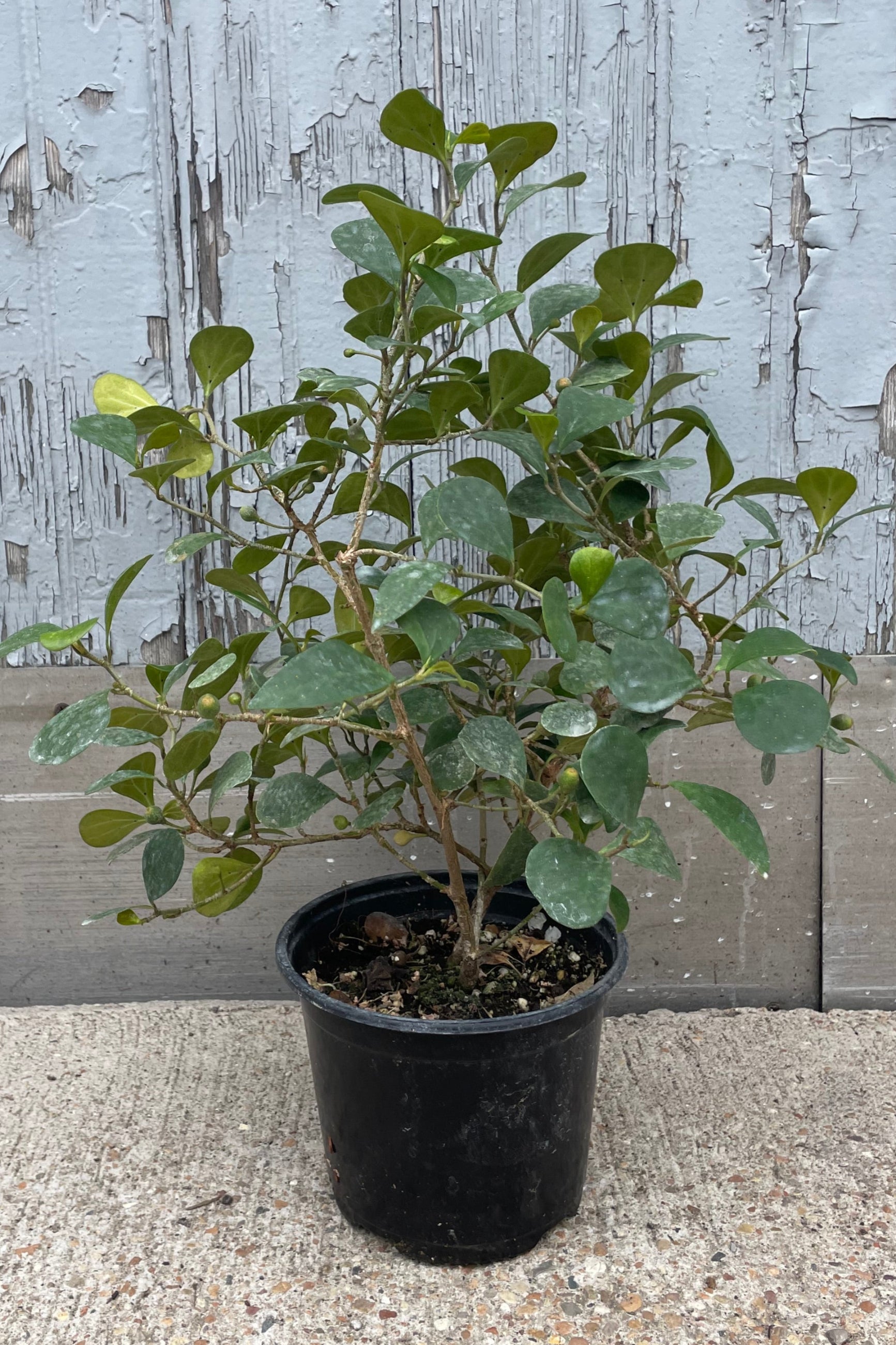 Photo of a tree with small matte green leaves in a black pot in front of a gray wall. The tree is Ficus deltoidea or Mistletoe Fig. ©Sprout Home