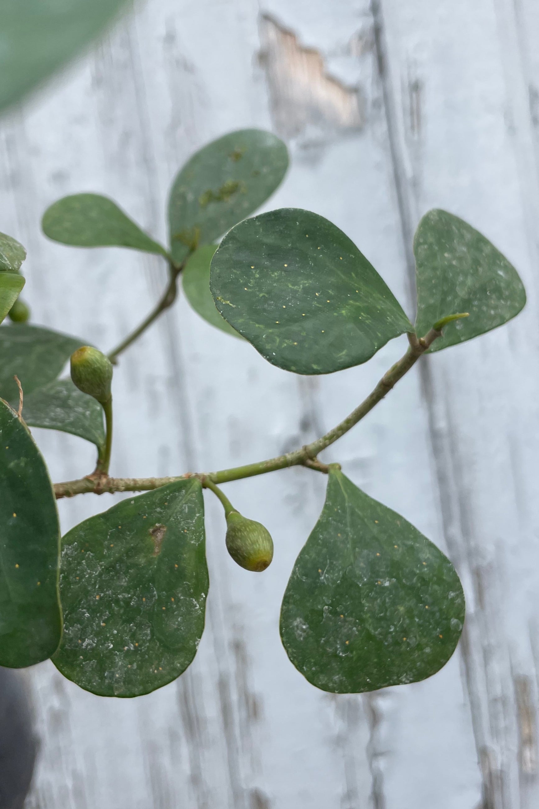Photo of small matte green leaves and berries on a branch in front of a blank wall. The leaves belong to a mistletoe Fig Ficus deltoidea ©Sprout Home