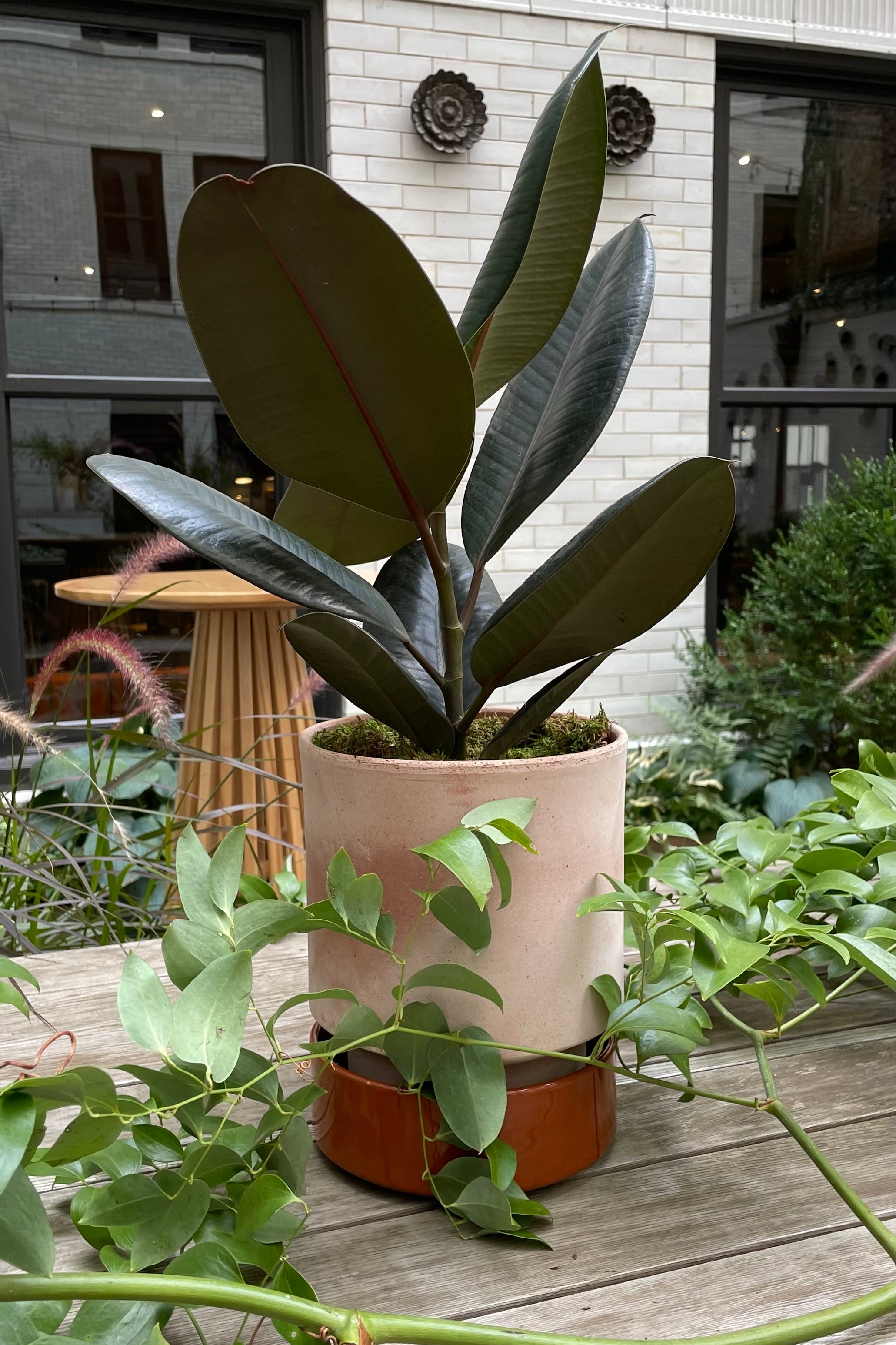 A Hoff Pot planted with a Ficus Elastic plant shown outside on a wood table surrounded by greenery.