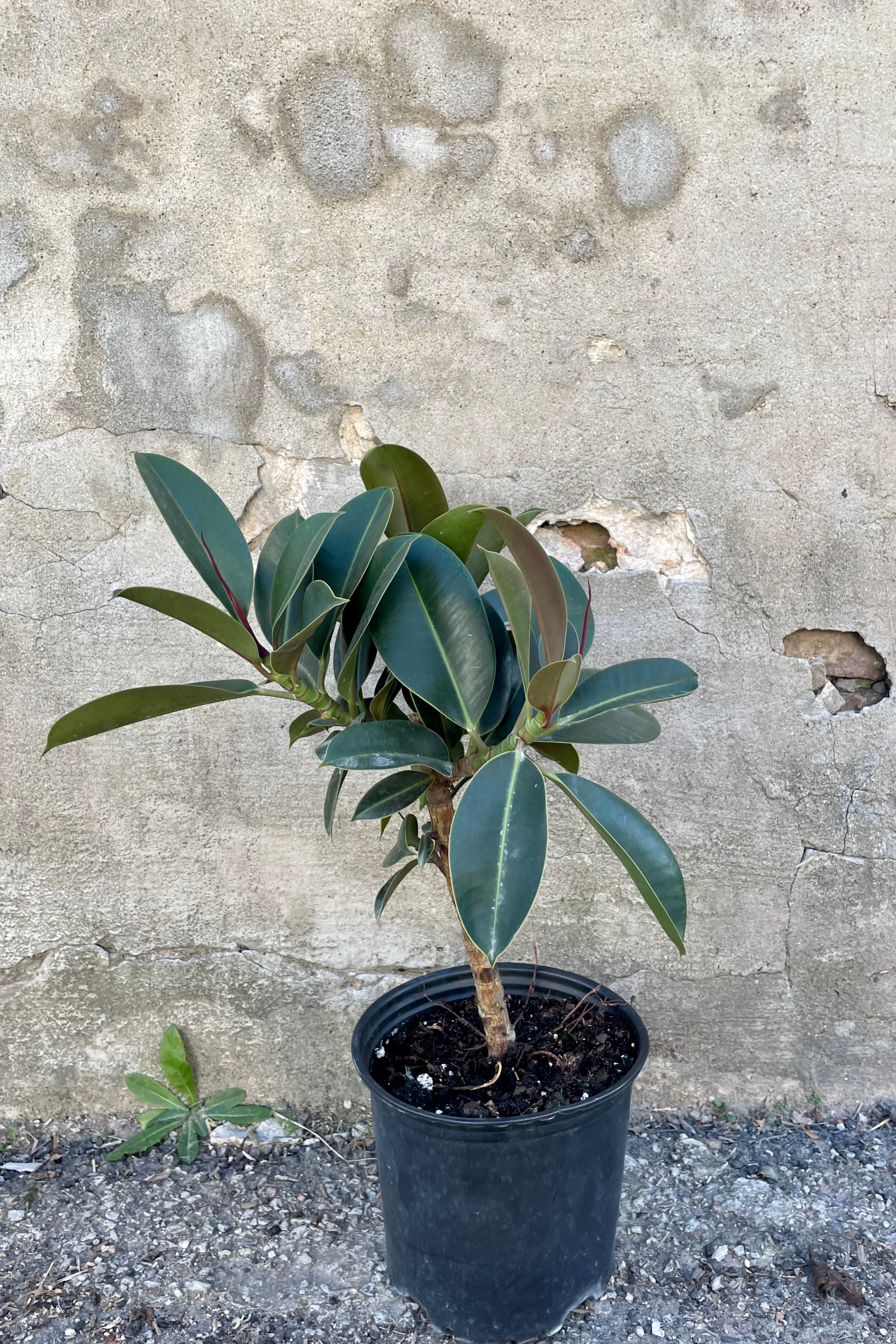 Photo of a Ficus elastica 'Melany' in a black pot against a cement wall.
