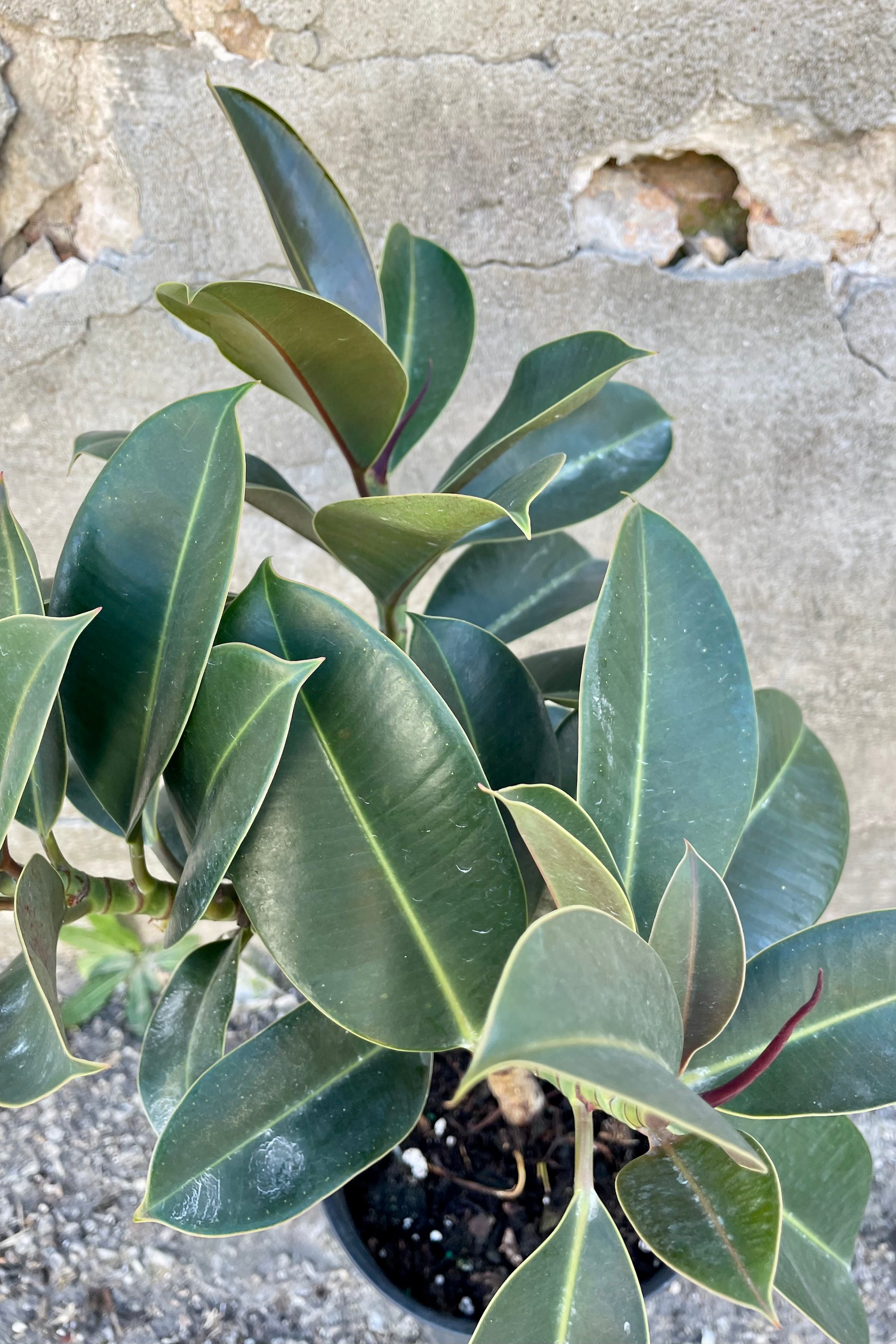 Photo looking down on the dark olive green leaves of Ficus elastica 'Melany' houseplant against a cement wall.