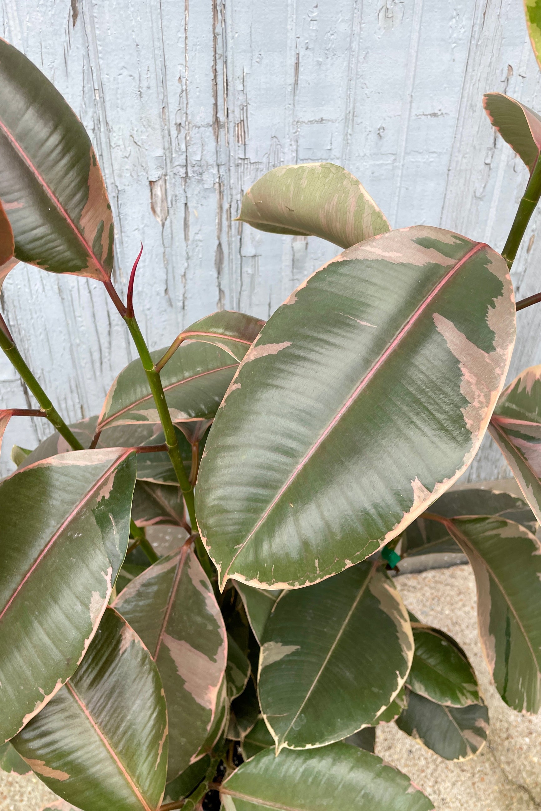 Detail close up image of the green / pink ovate leaves of the Ficus 'Ruby' at SPROUT HOME ©Sprout Home