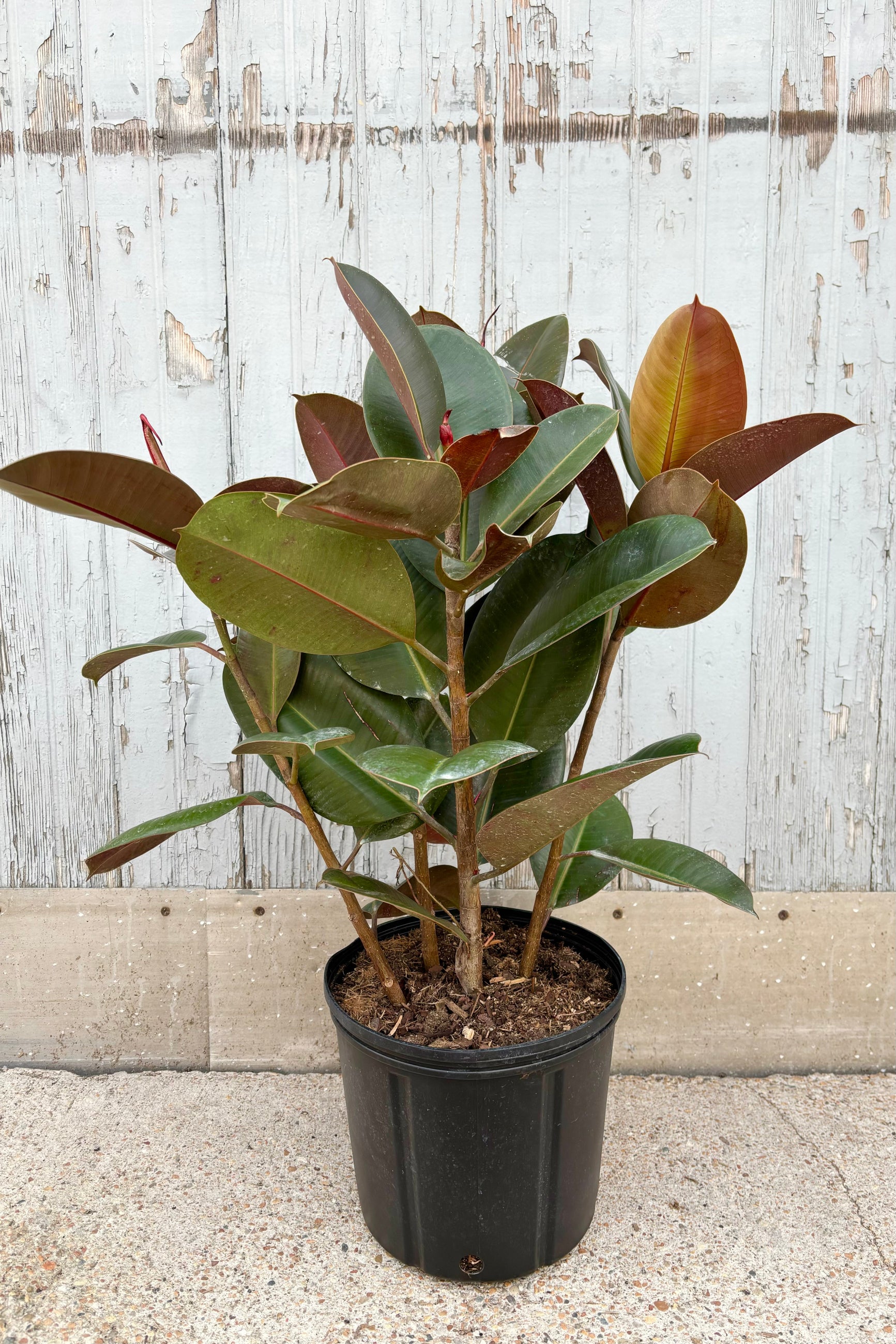 Overall photo of Ficus elastica 'Robusta' with deep green and burgundy leaves on tall, vertical stems against grey background ©Sprout Home