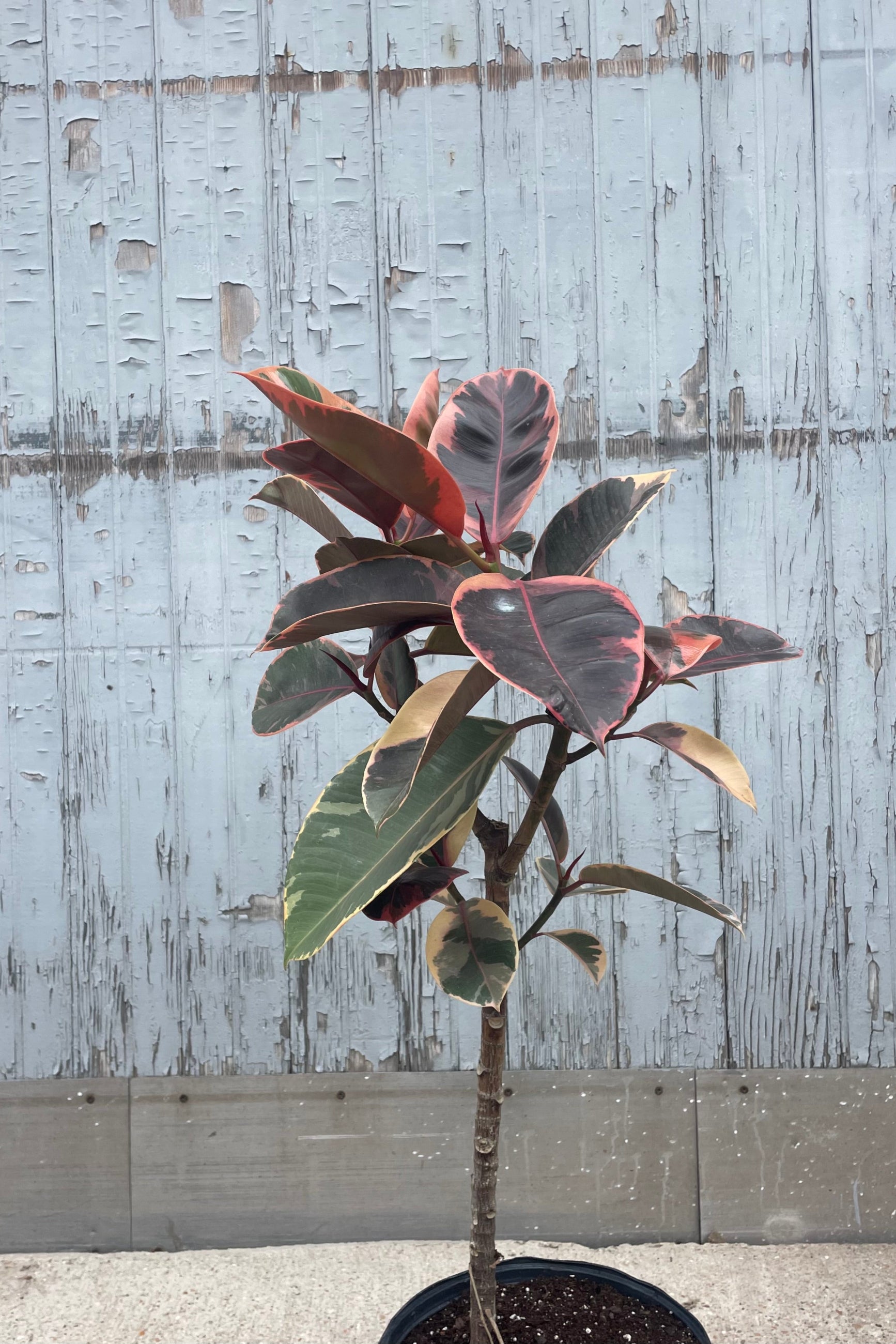 A rubber tree with pink leaves in front of a wooden wall ©Sprout Home