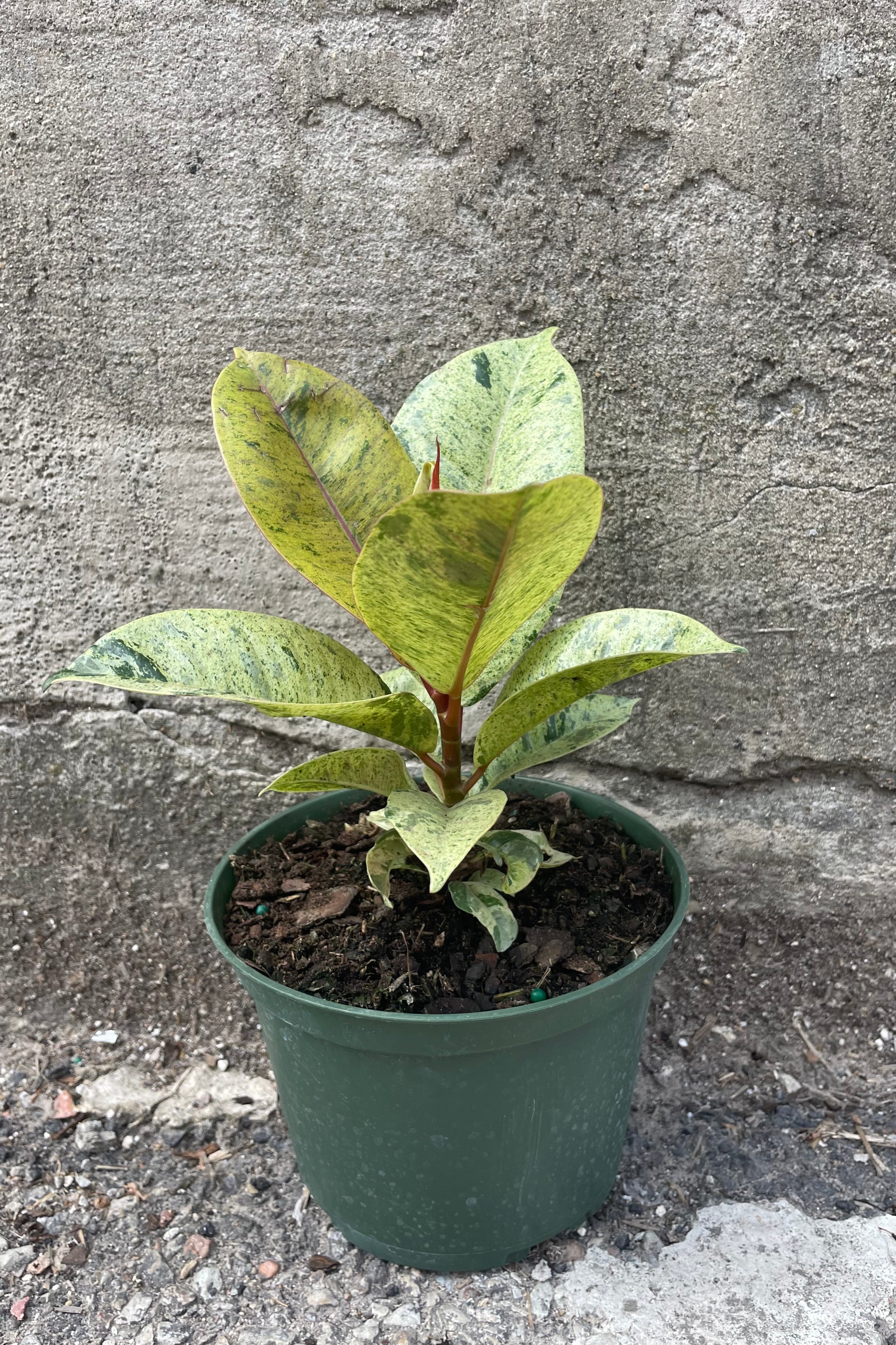 Ficus elastica 'Shivereana' 5"