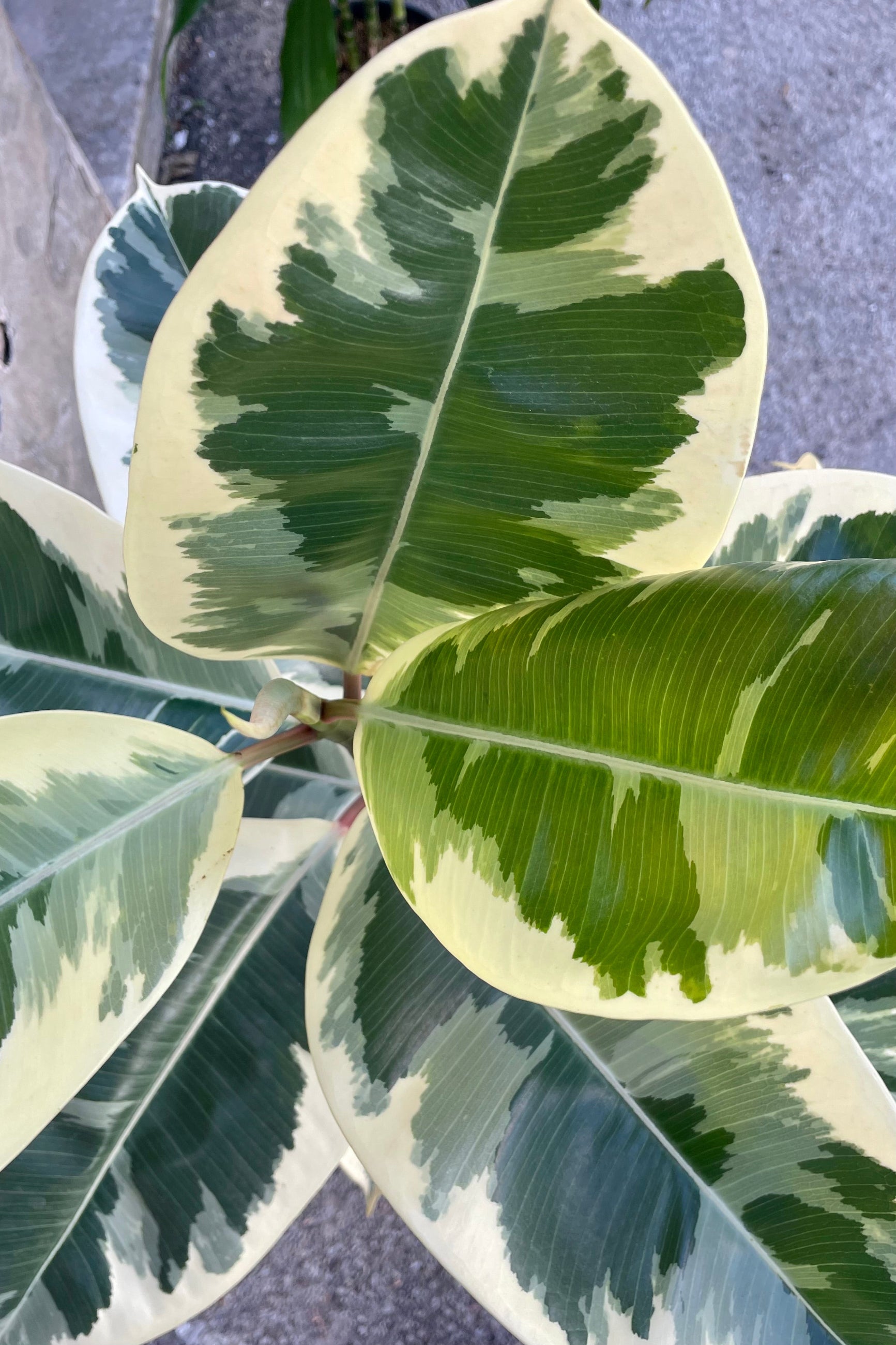 Close photo from above of green and cream variegated leaves of Ficus elastica 'Tineke' Rubber tree. ©Sprout Home