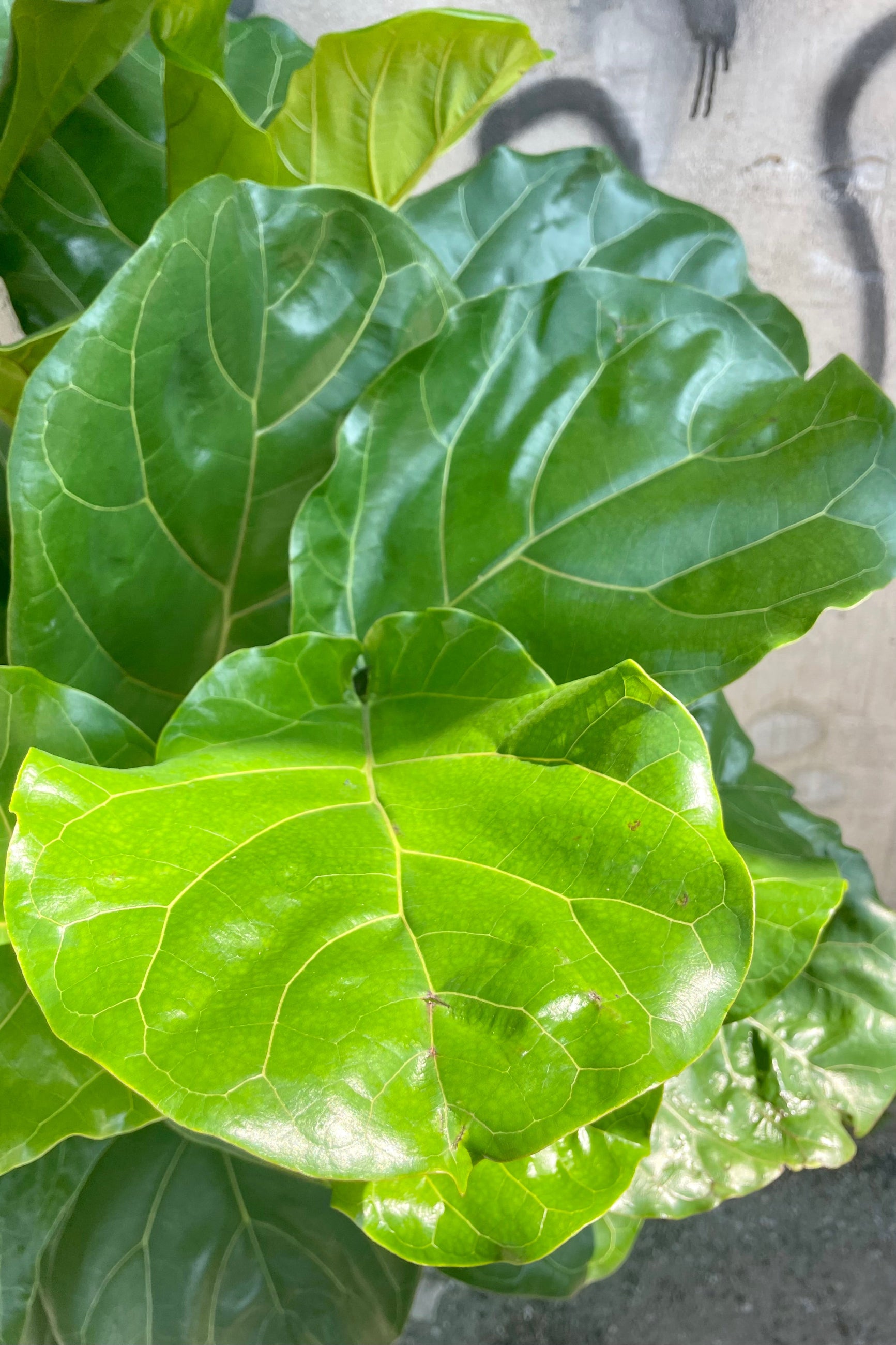 Close photo of wide green leaves of Ficus lyrata Fiddle Leaf Fig ©Sprout Home