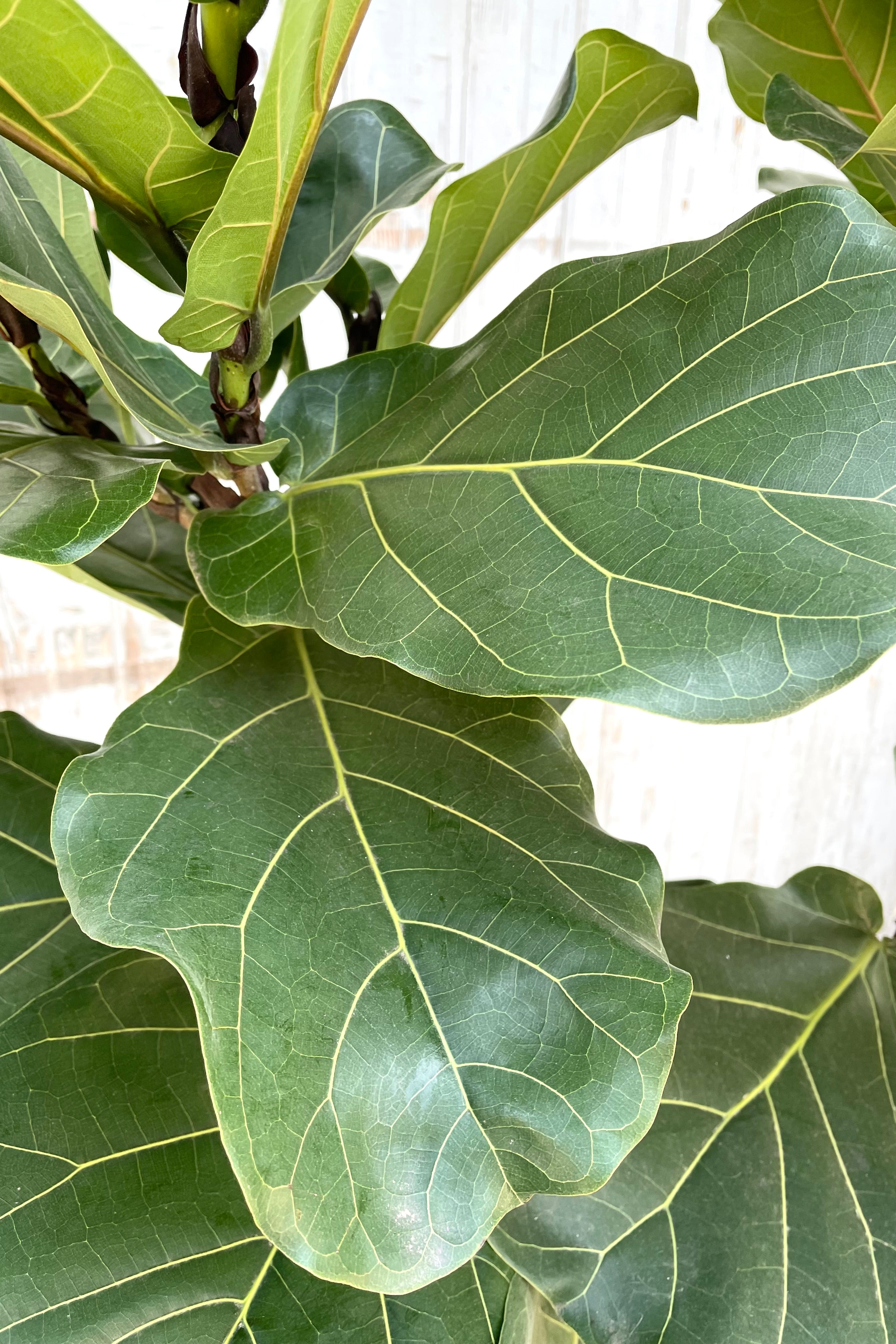 A detailed view of Ficus lyrata "Fiddle Leaf Fig" standard form 14" premium