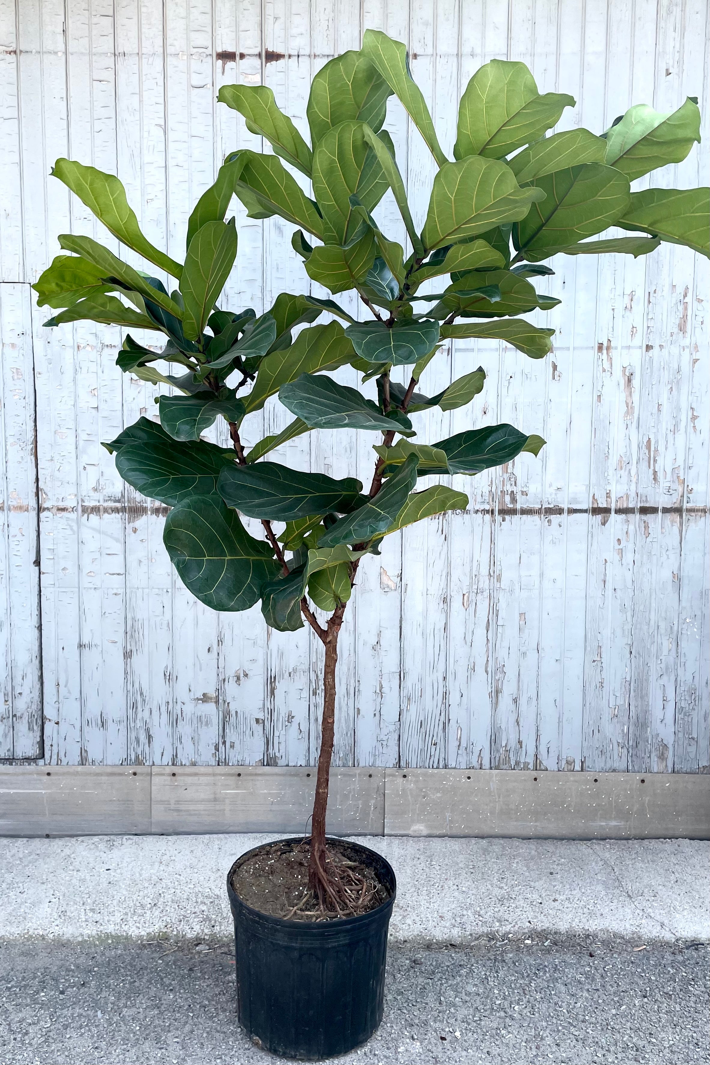 A full view of Ficus lyrata "Fiddle Leaf Fig" standard form 14" premium in gallon pot against wooden backdrop