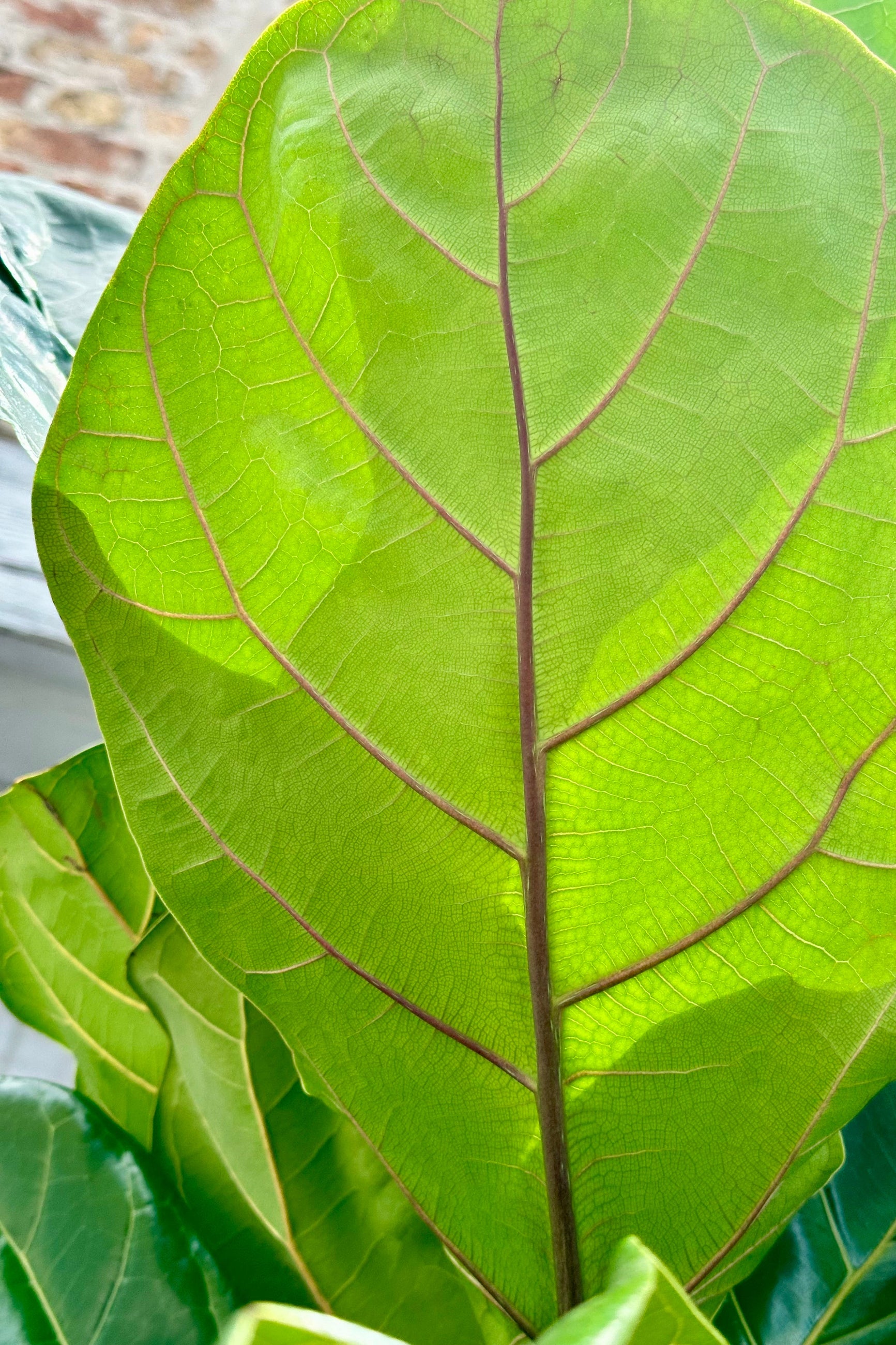 Ficus lyrata Fiddle leaf leaf huge and leathery. ©Sprout Home