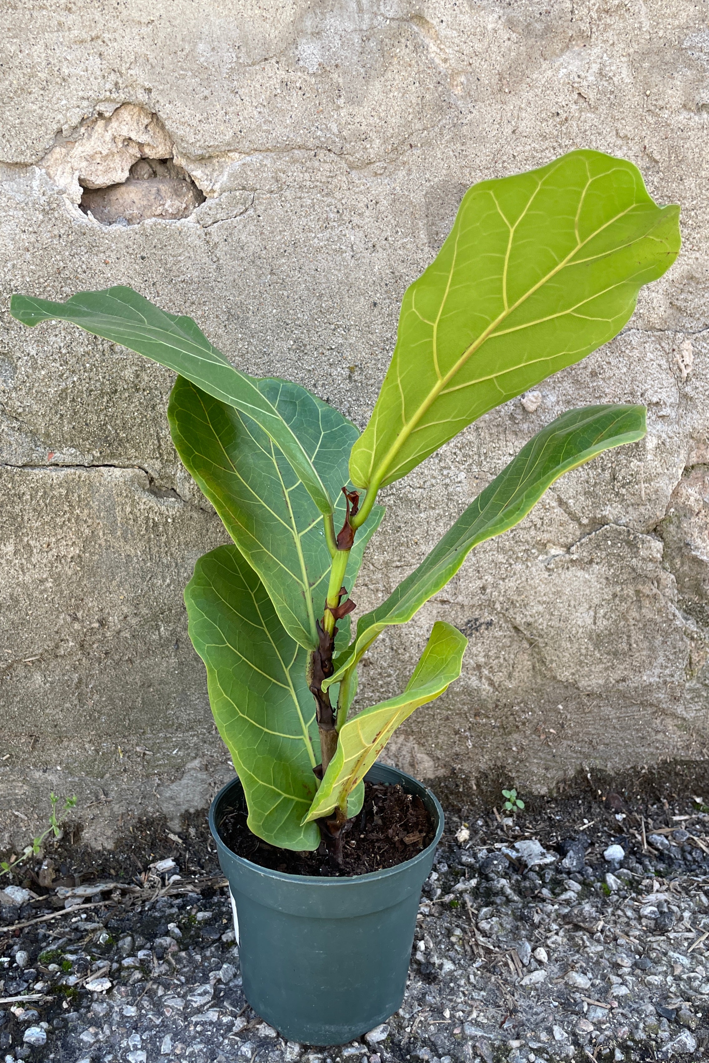 Ficus lyrata in a 4" growers pot against a concrete wall.